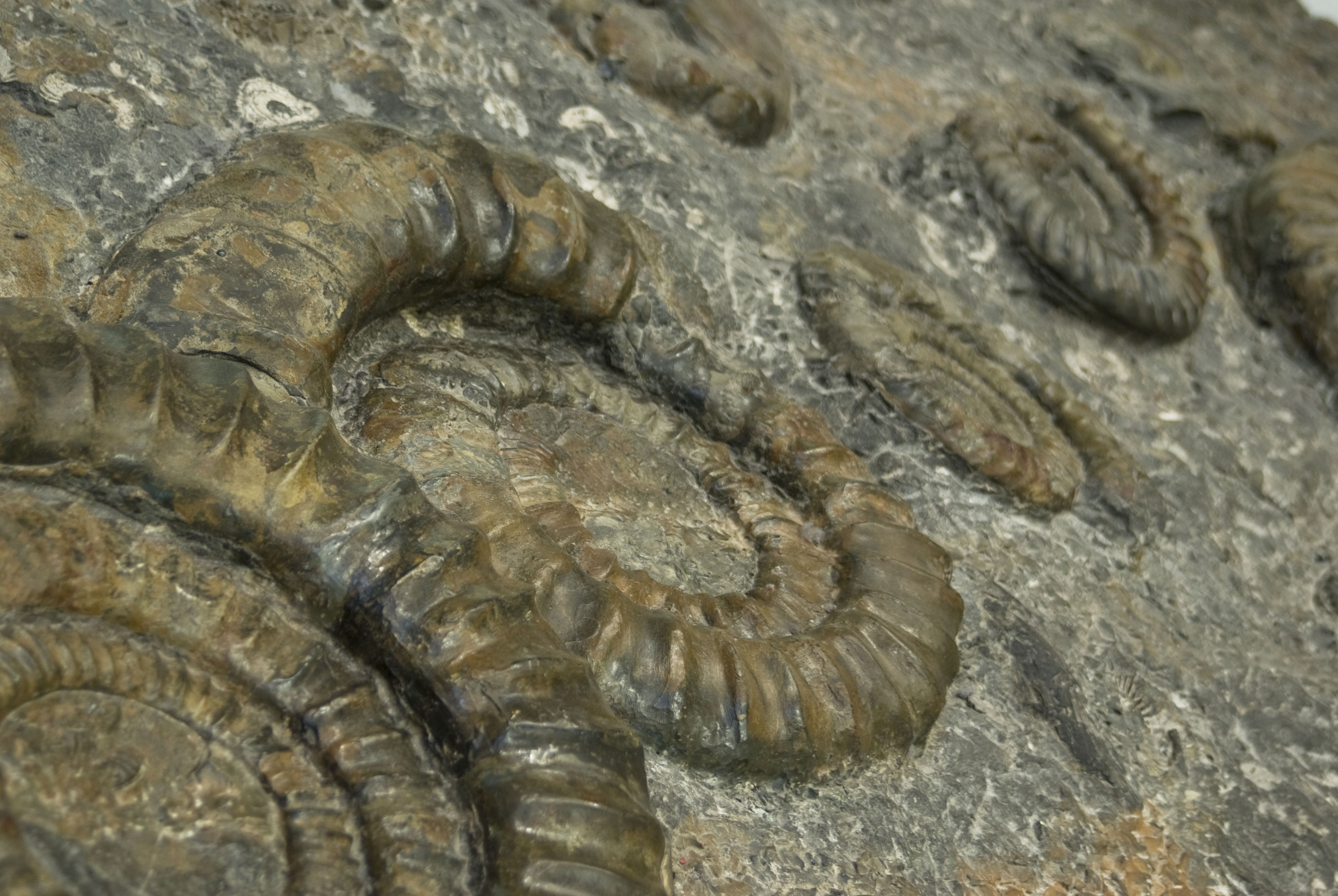 Ansammlung Ammoniten Schwarzer Jura