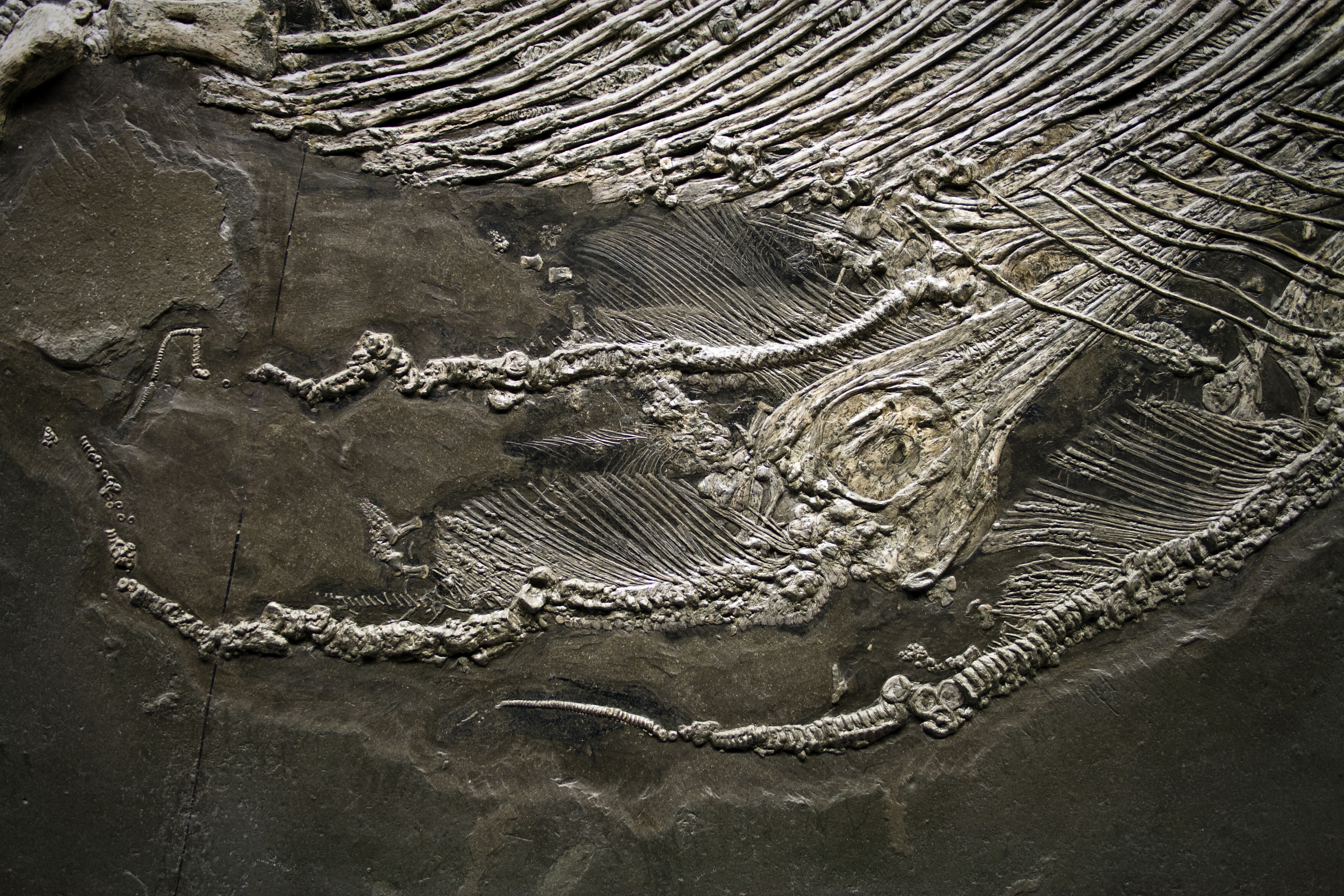 Fossil Fischsaurier Stenopterygius mit Jungtieren Schwarzer Jura