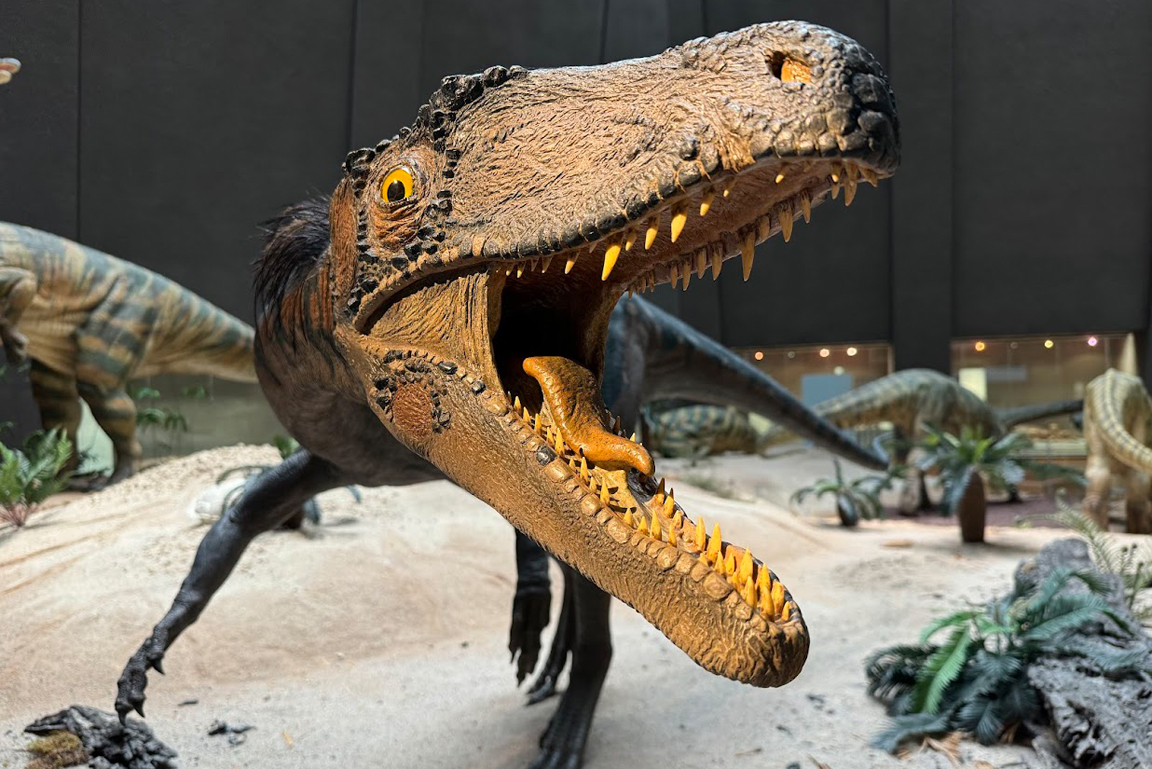 Modell des Dinosauriers Liliensternus