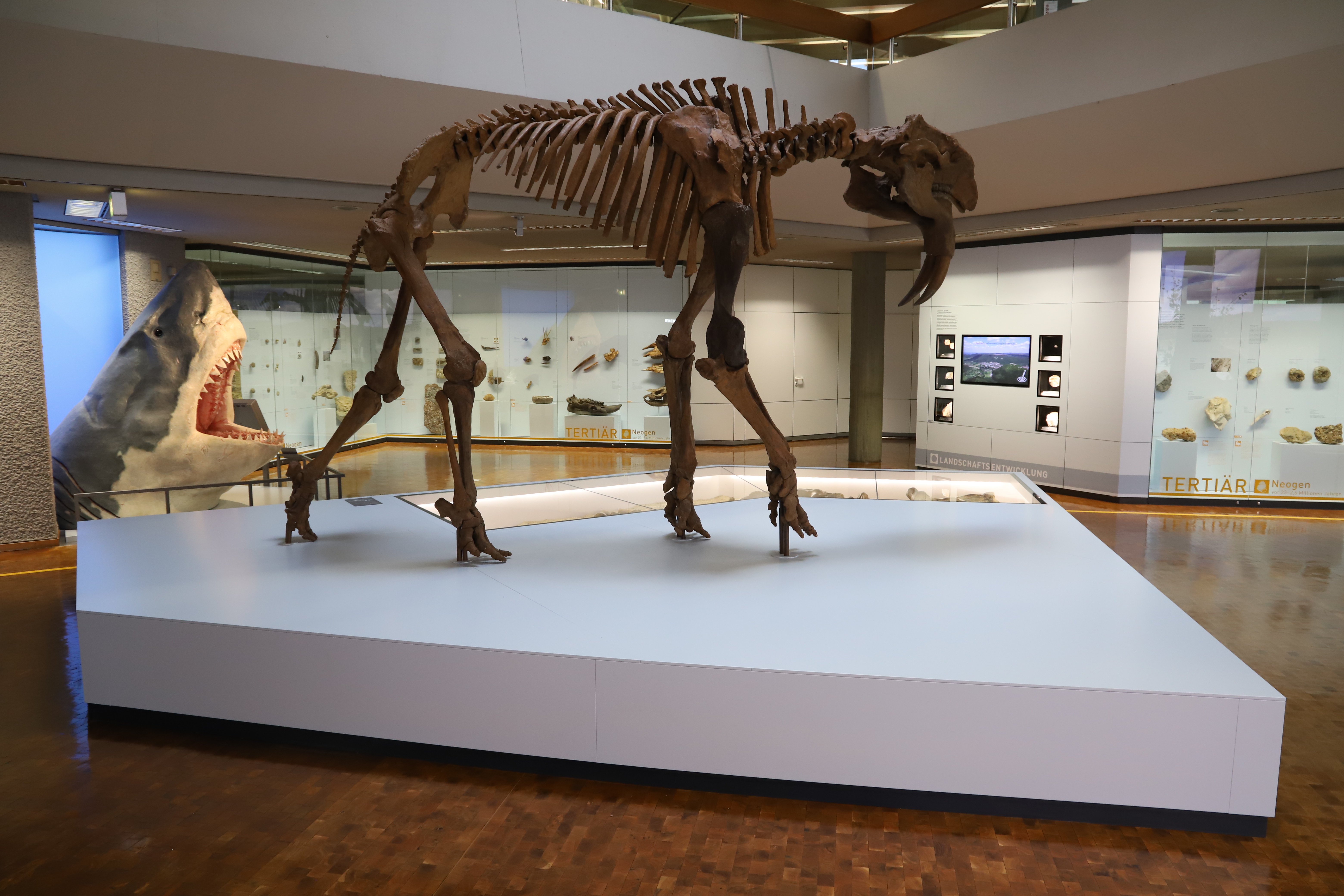 Übersicht Ausstellungsbereicht Tertiär