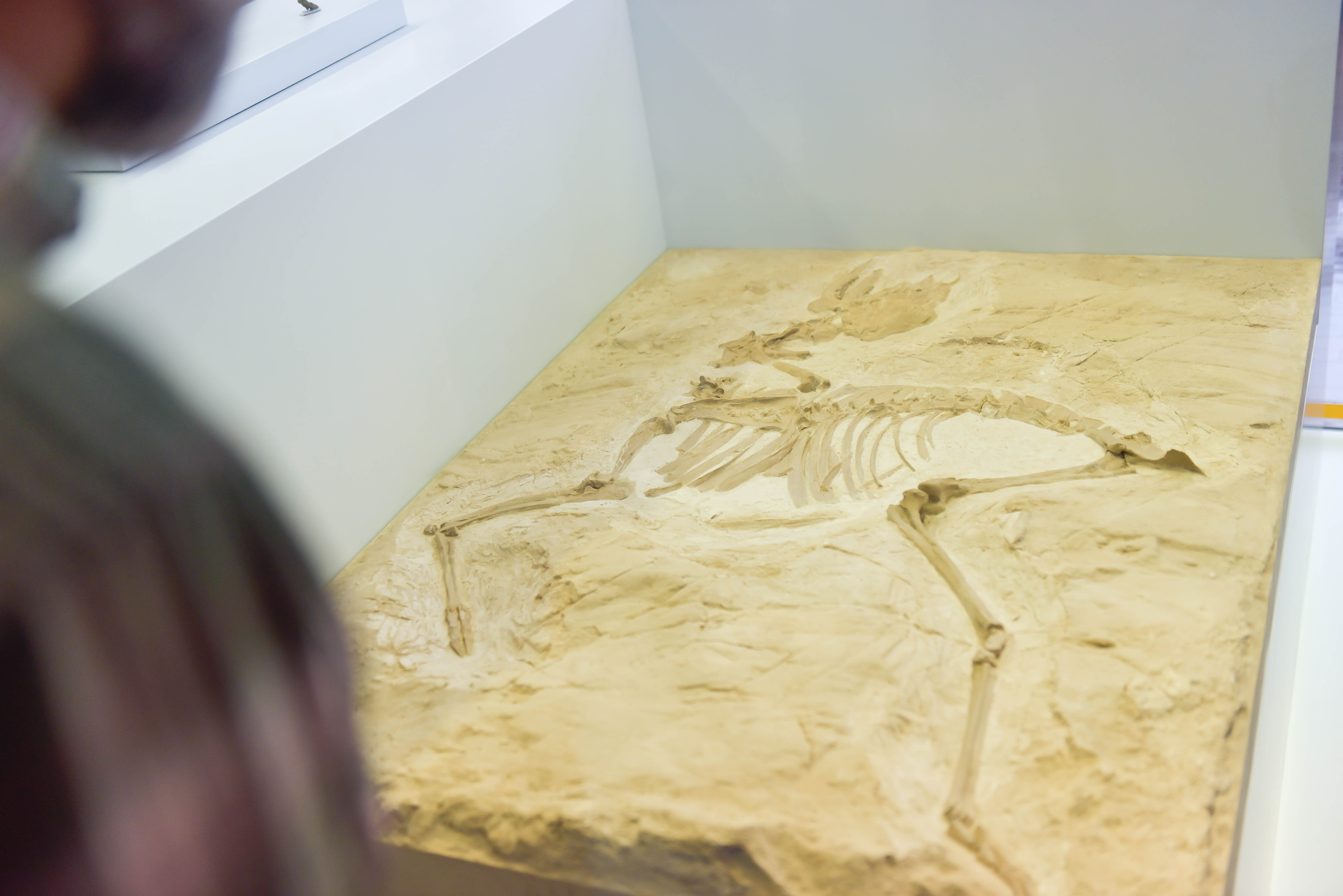 Fossil Gabelhirsch Euprox
