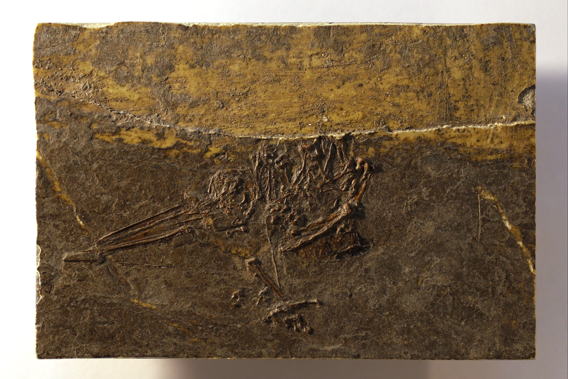 Fossil Kolibri