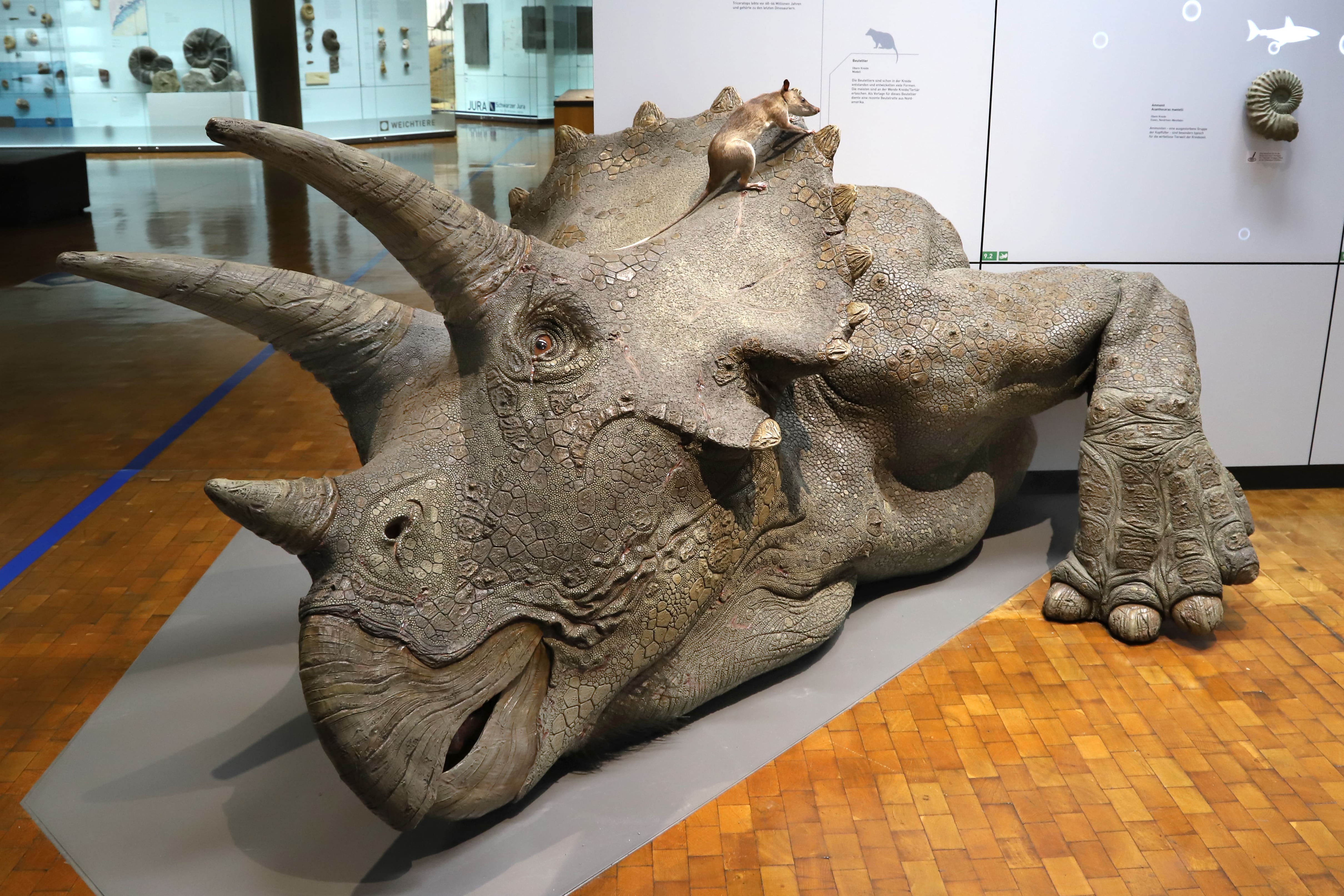 Modell Dinosaurier Triceratops
