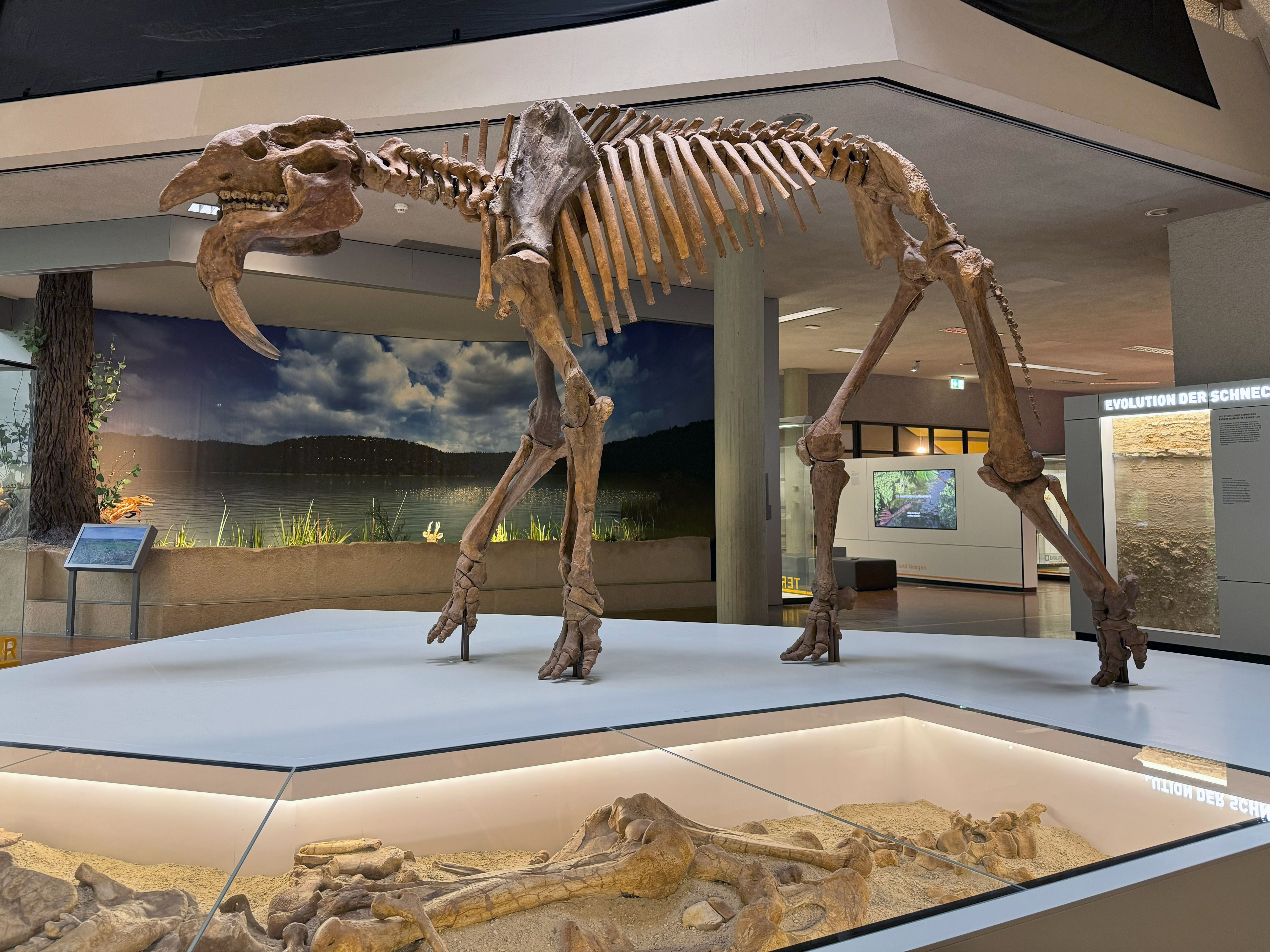 Übersicht Ausstellungsbereicht Tertiär