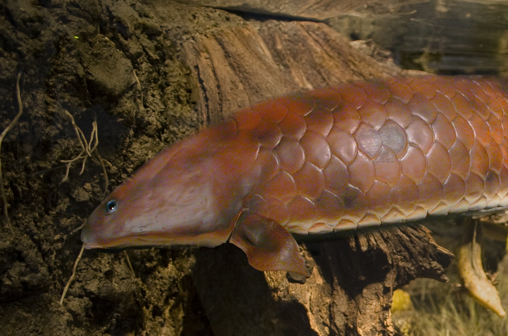 Modell Lungenfisch Unterer Keuper