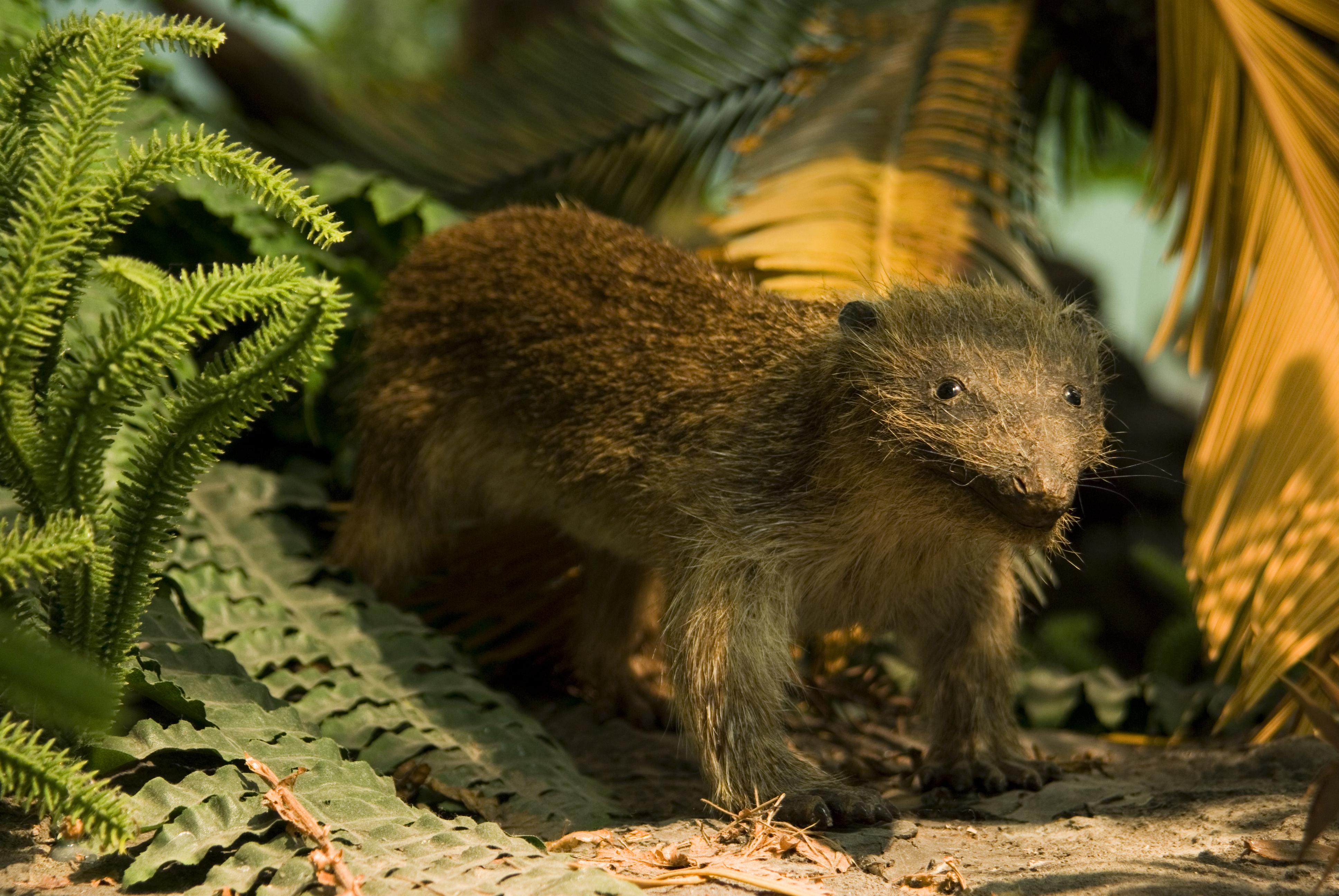 Modell Massethognathus Unterer Keuper