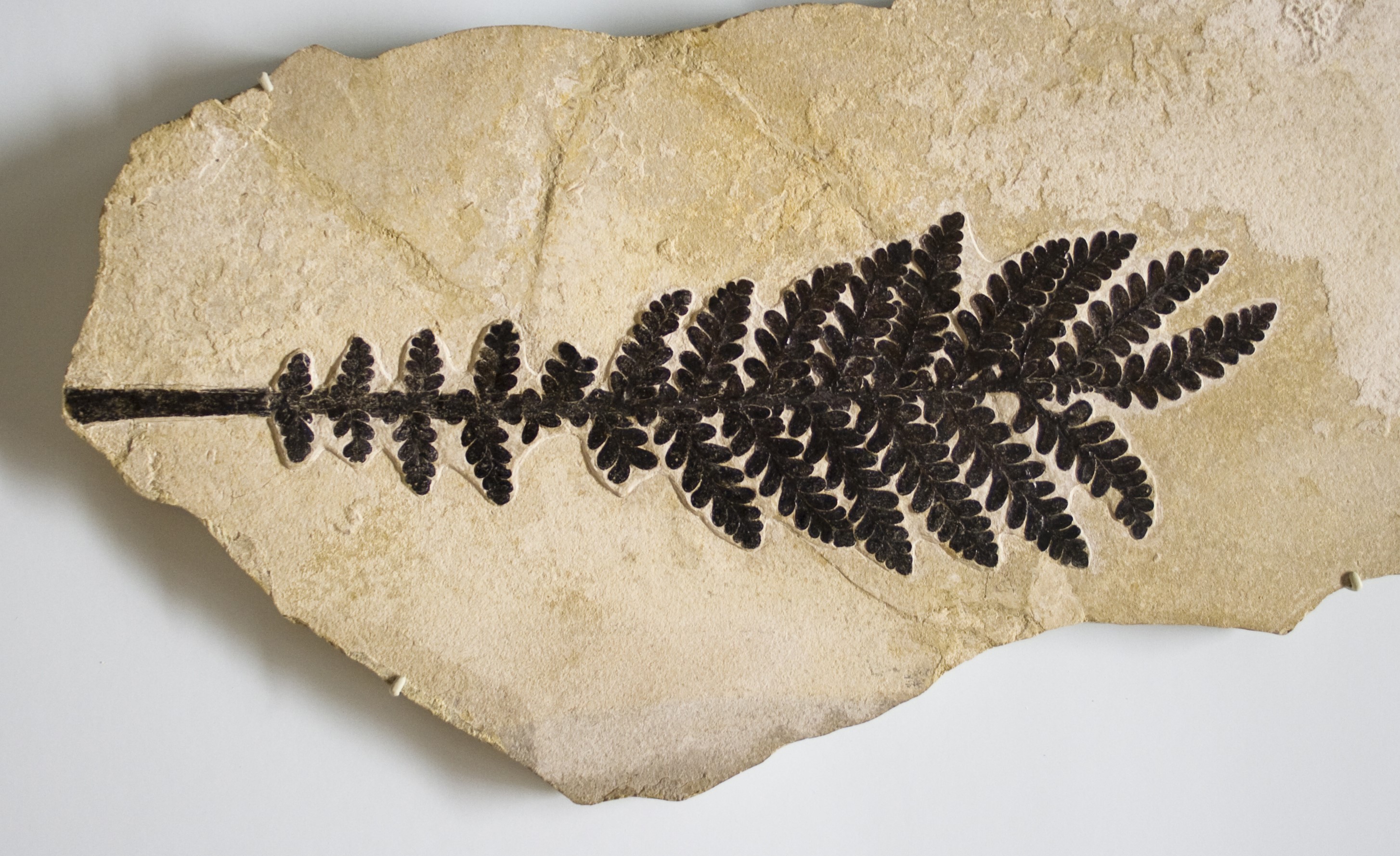 Fossil Farn Weißer Jura