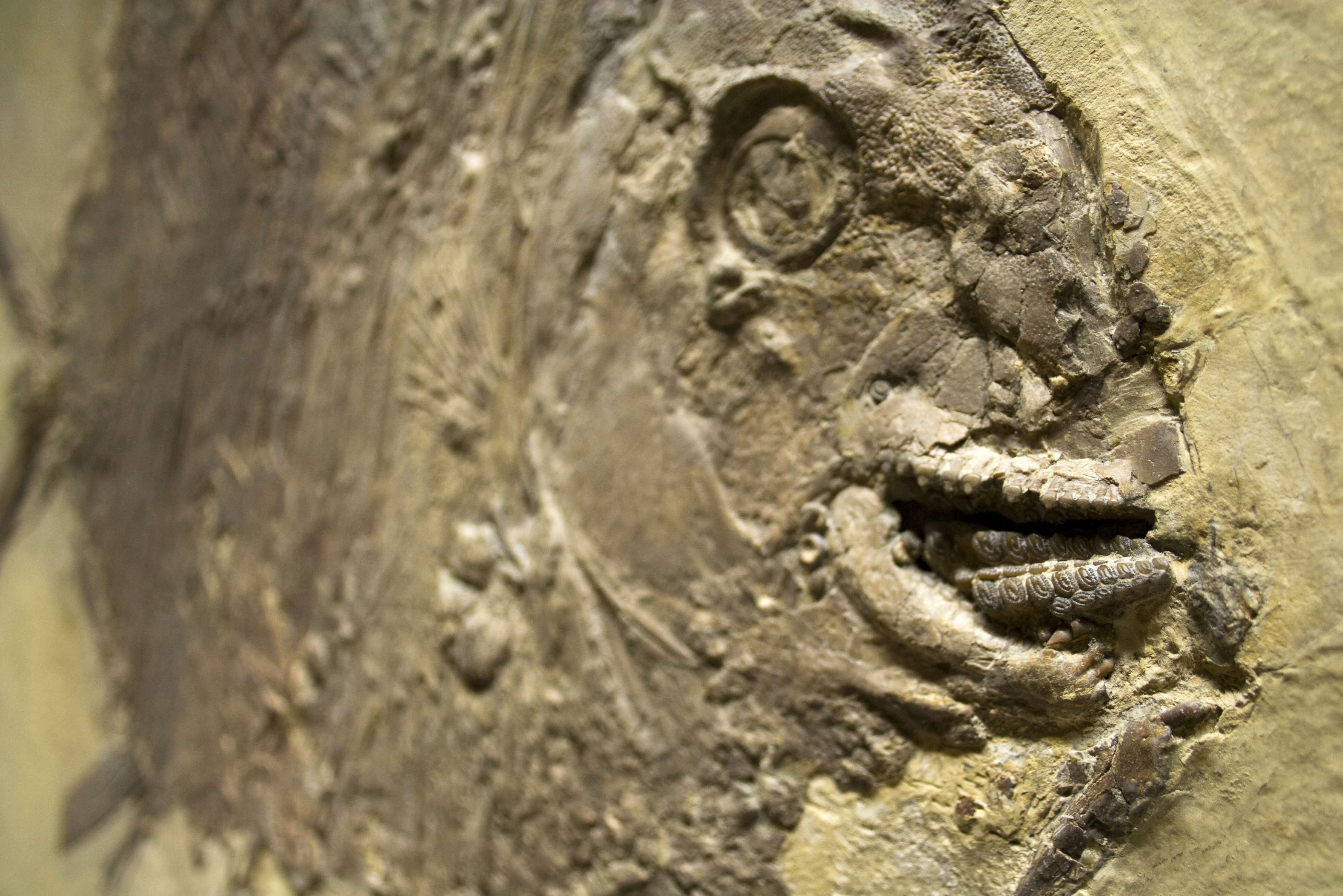 Fossil Fisch Gyrodus Weißer Jura