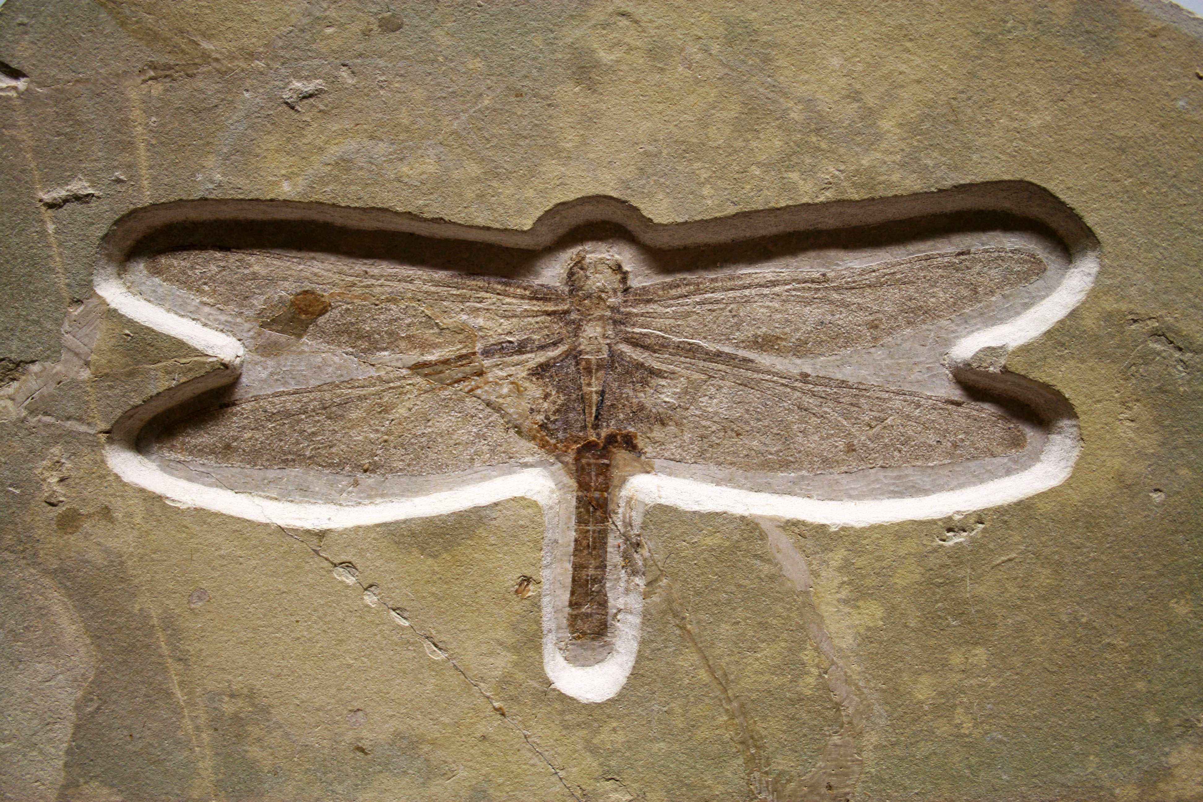 Fossil Libelle Weißer Jura