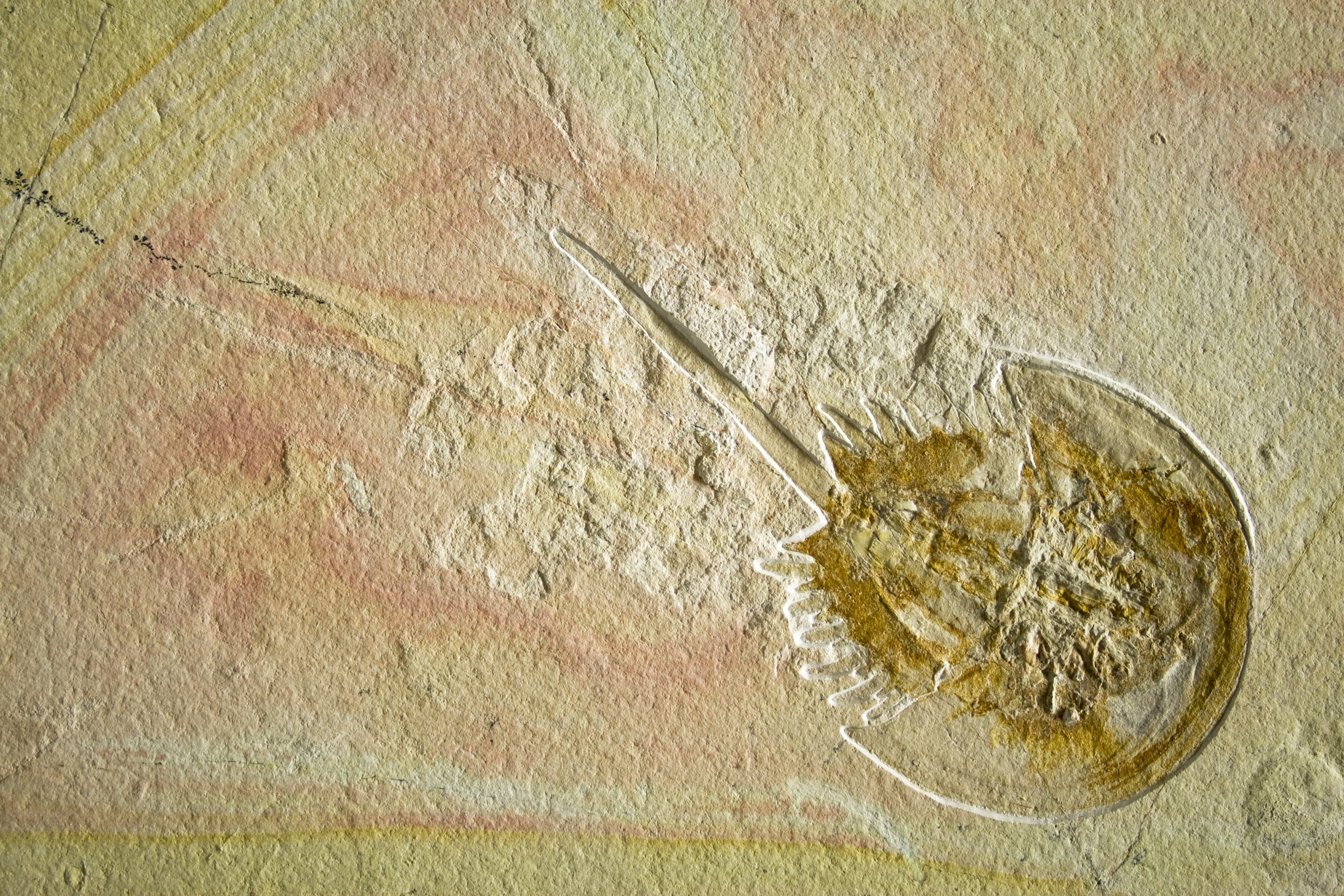 Fossil Pfeilschwanz Weißer Jura