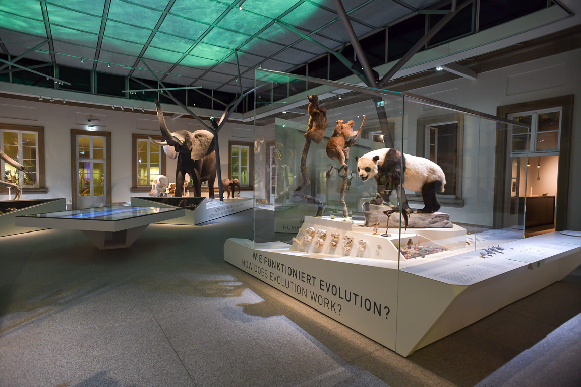 Übersicht Evolutionssaal