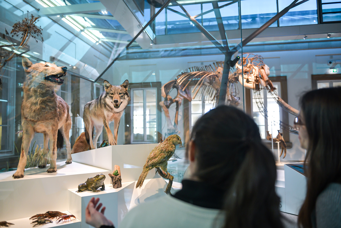 Besucherinnen vor Wolfspräparaten
