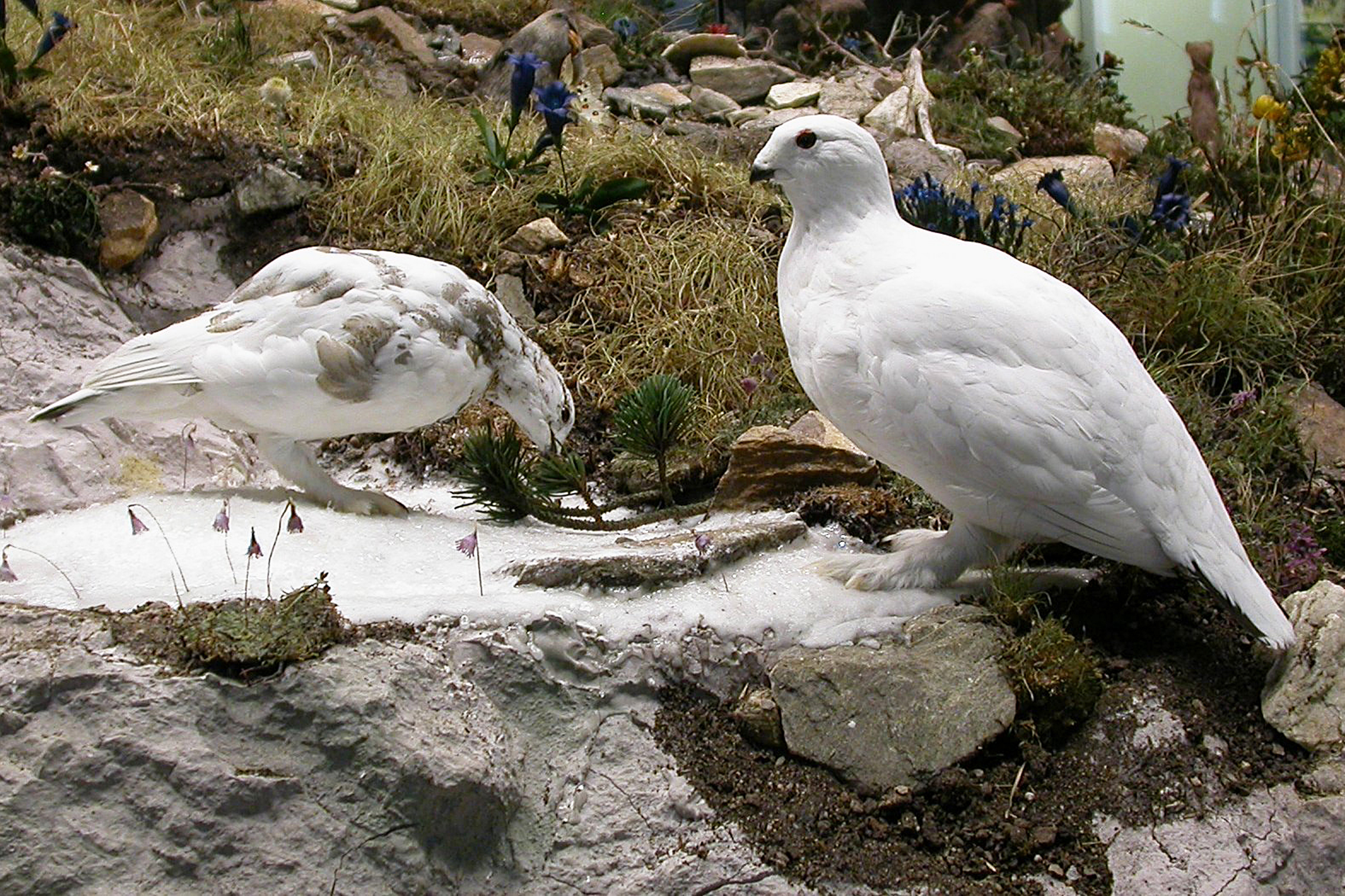 Präparat Alpenschneehuhn