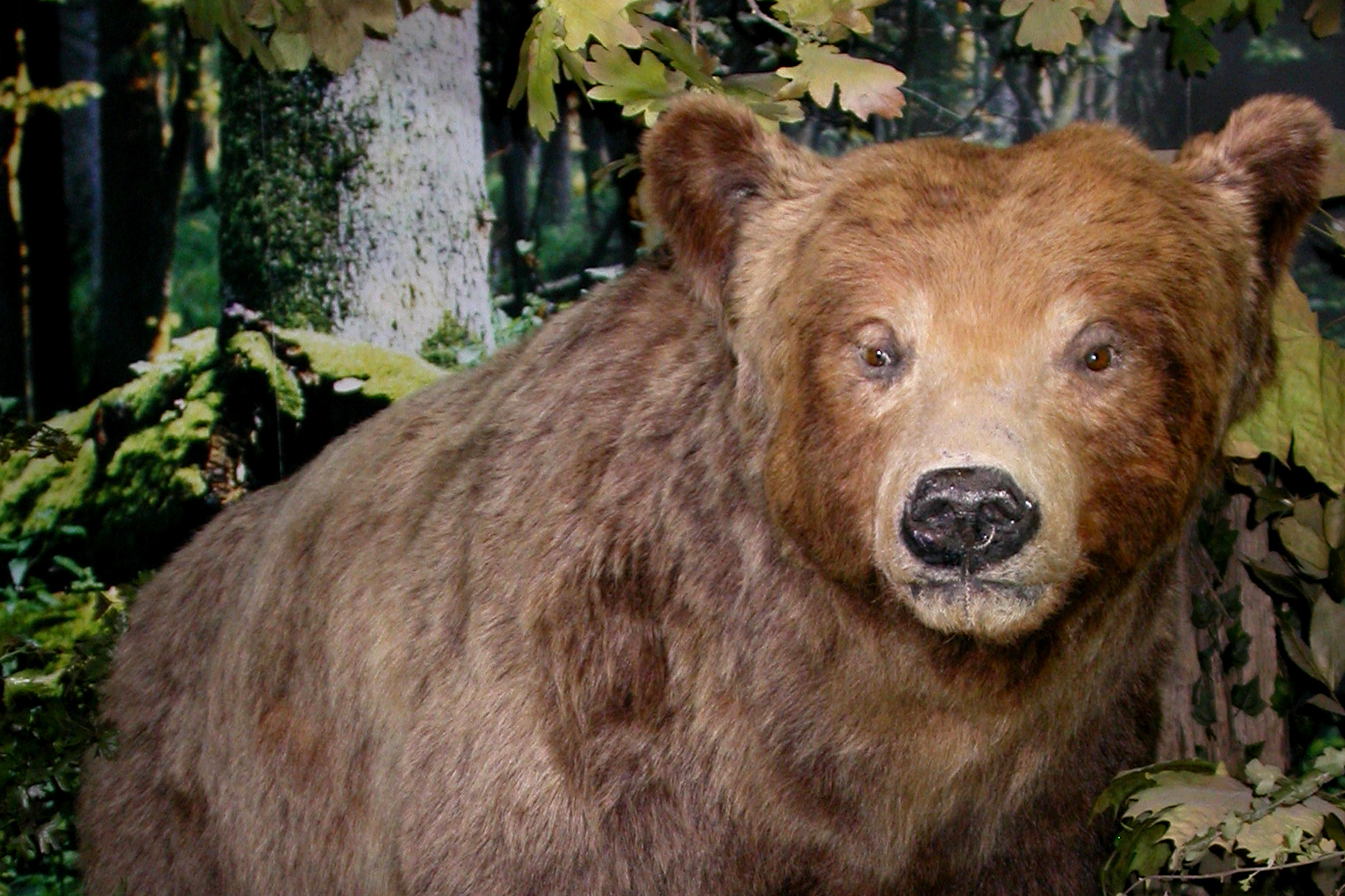 Präparat Braunbär