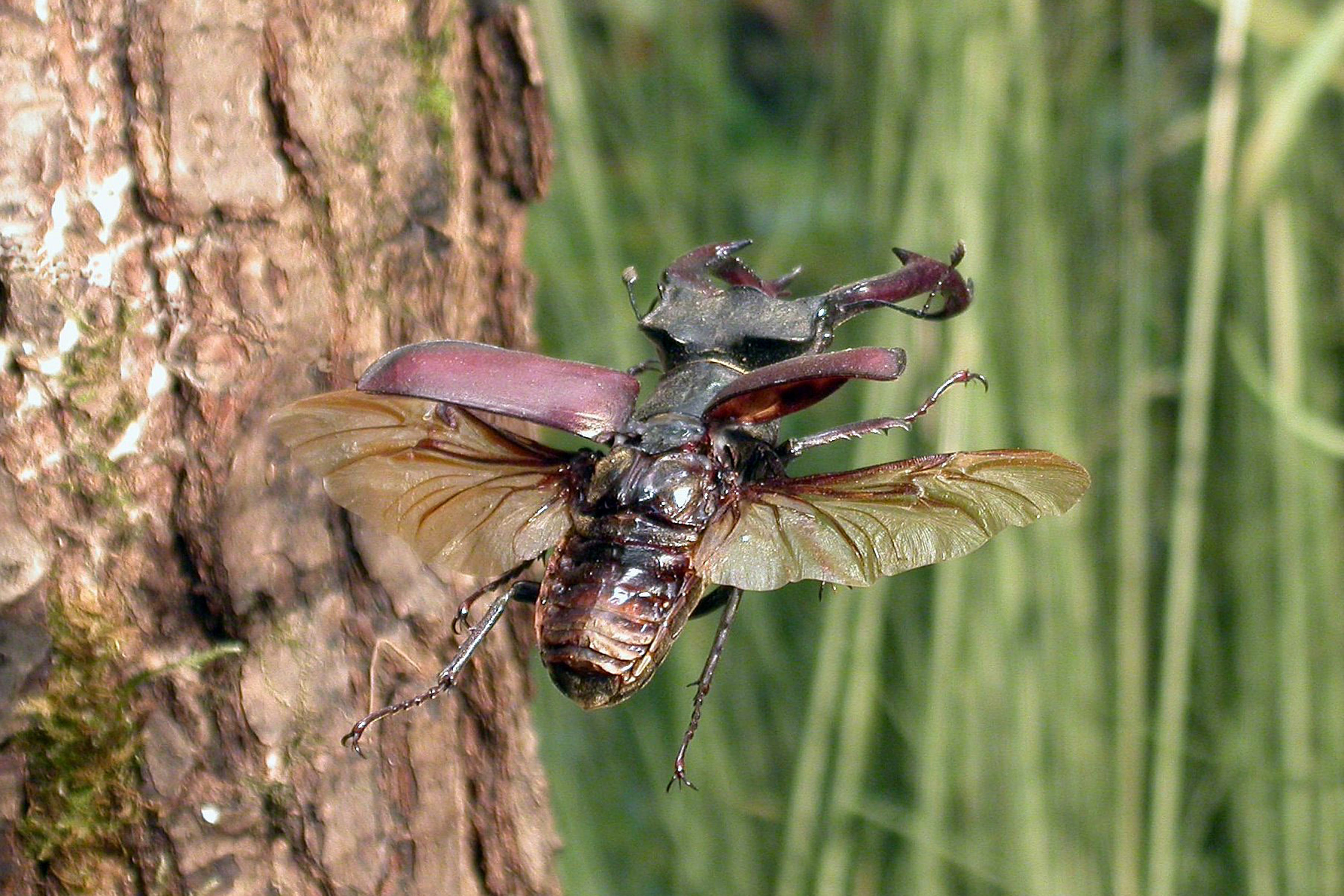 Präparat Hirschkäfer im Flug