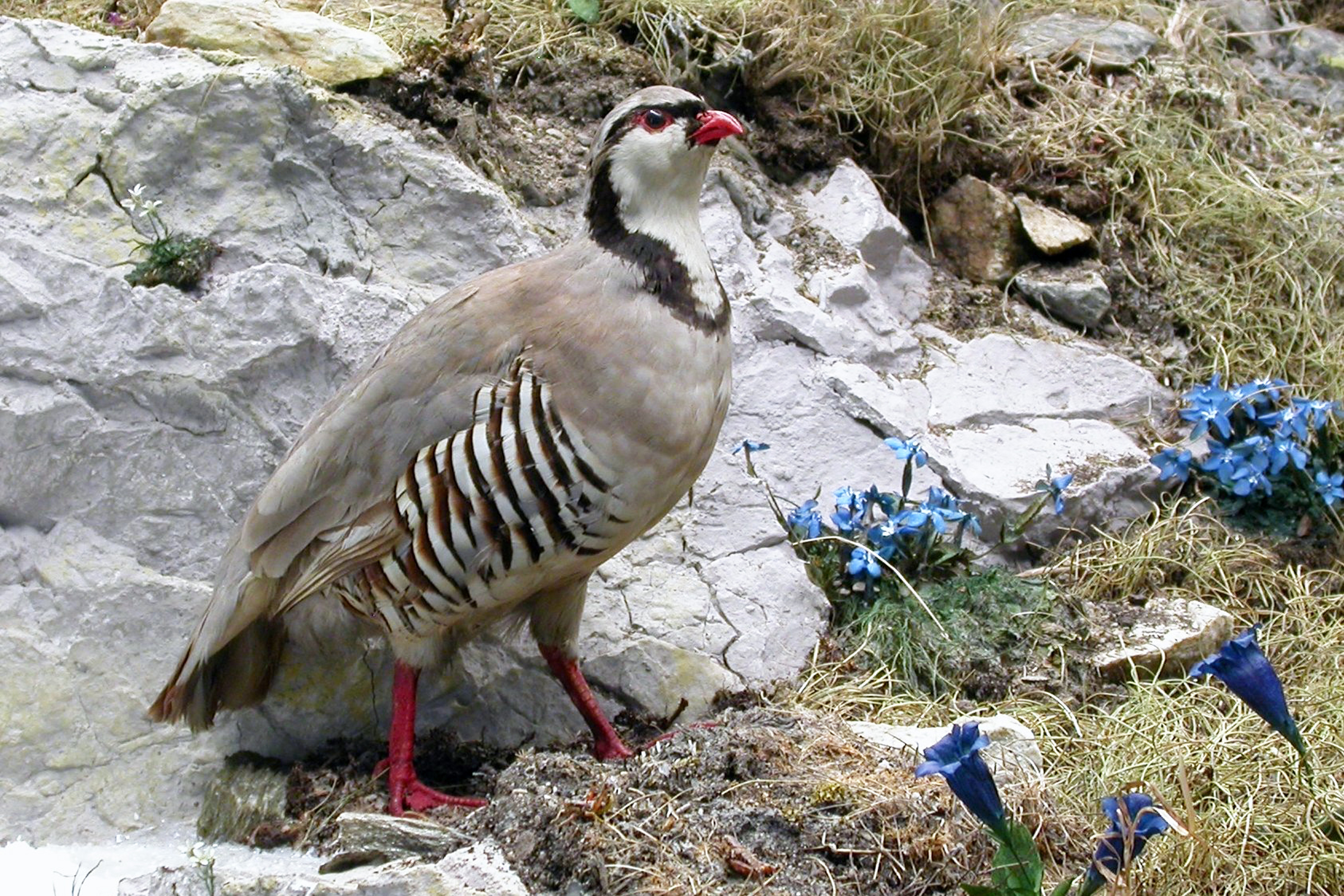 Präparat Steinhuhn