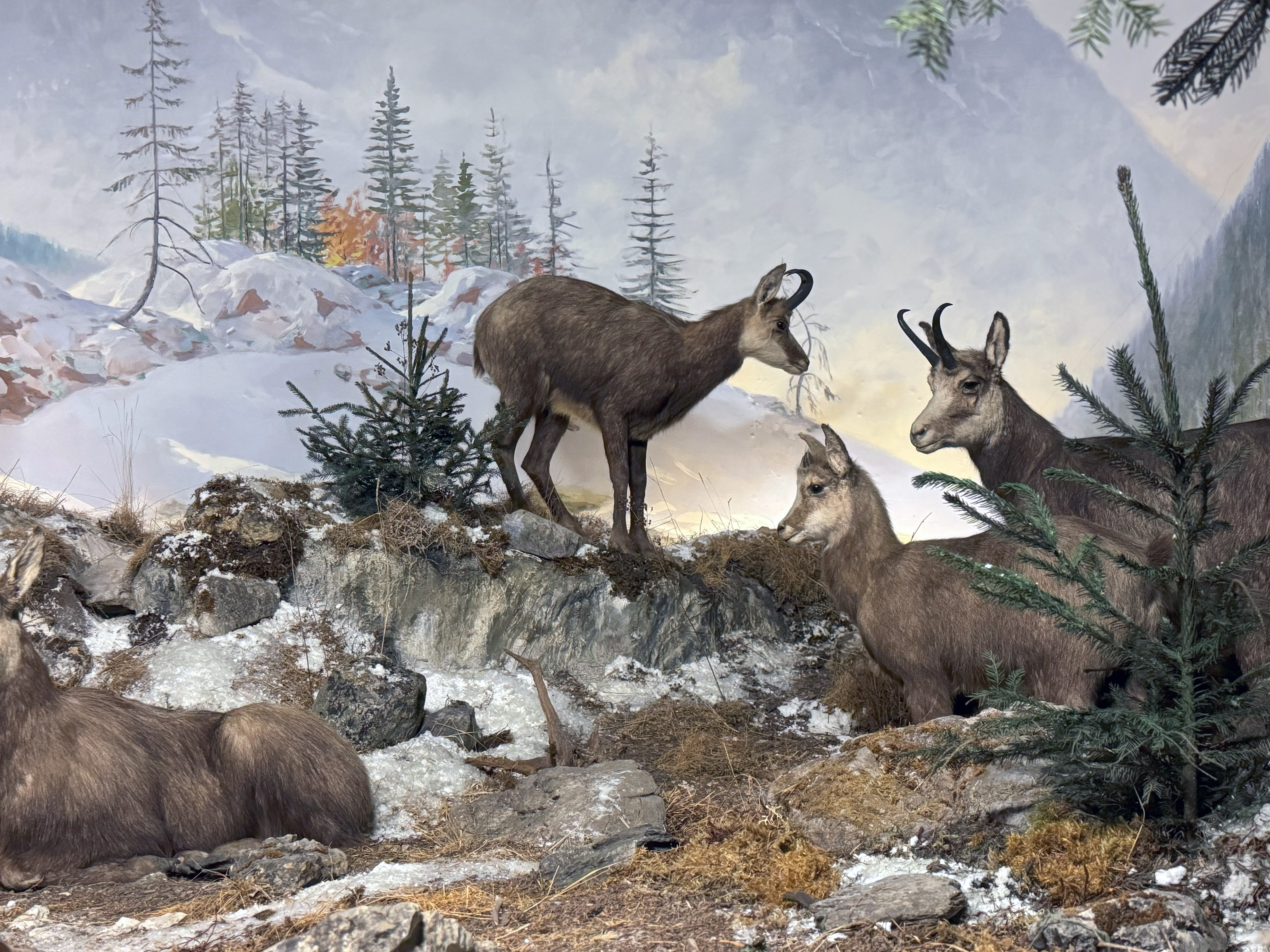 Diorama Gämsen