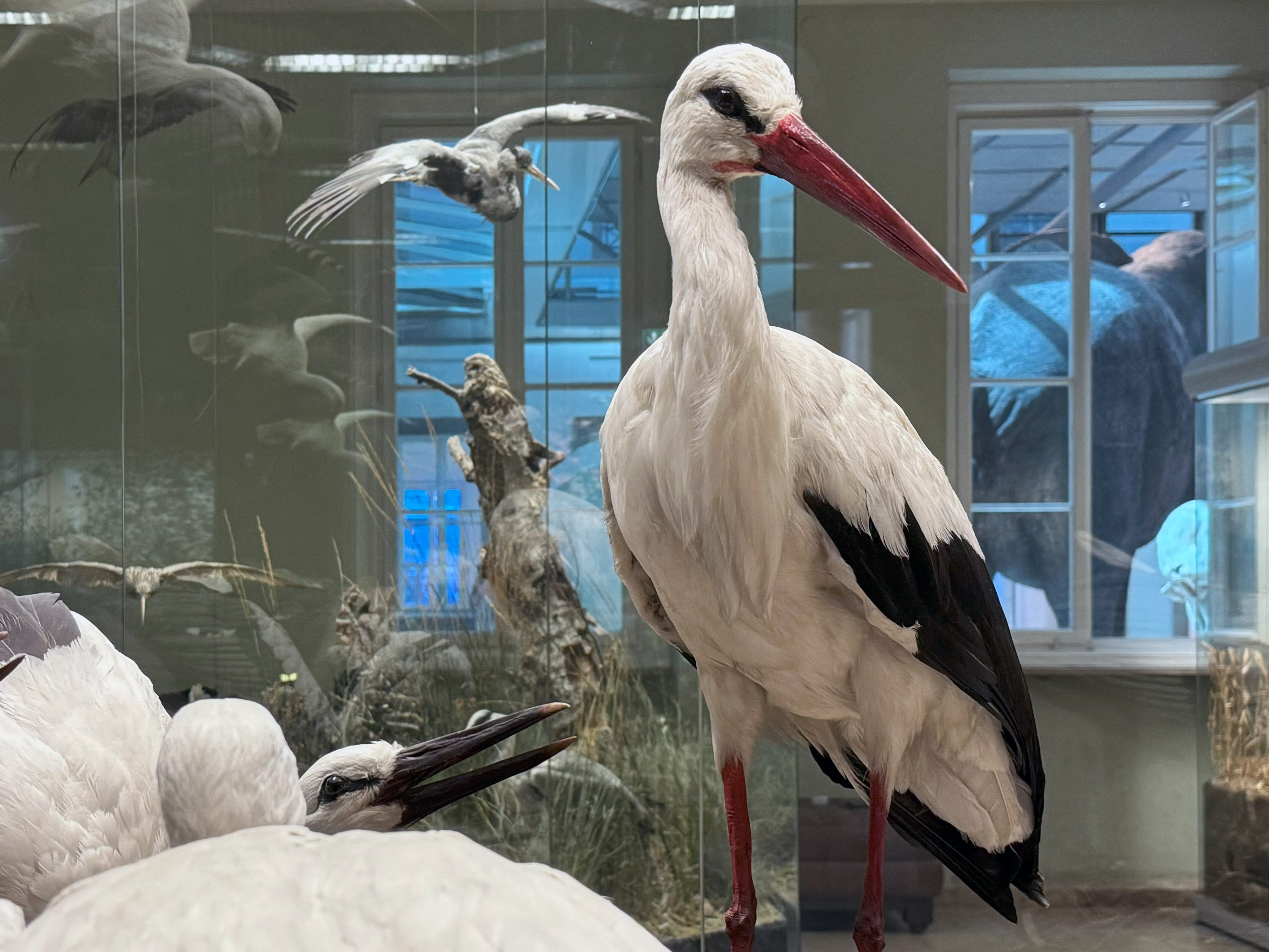 Storchennest