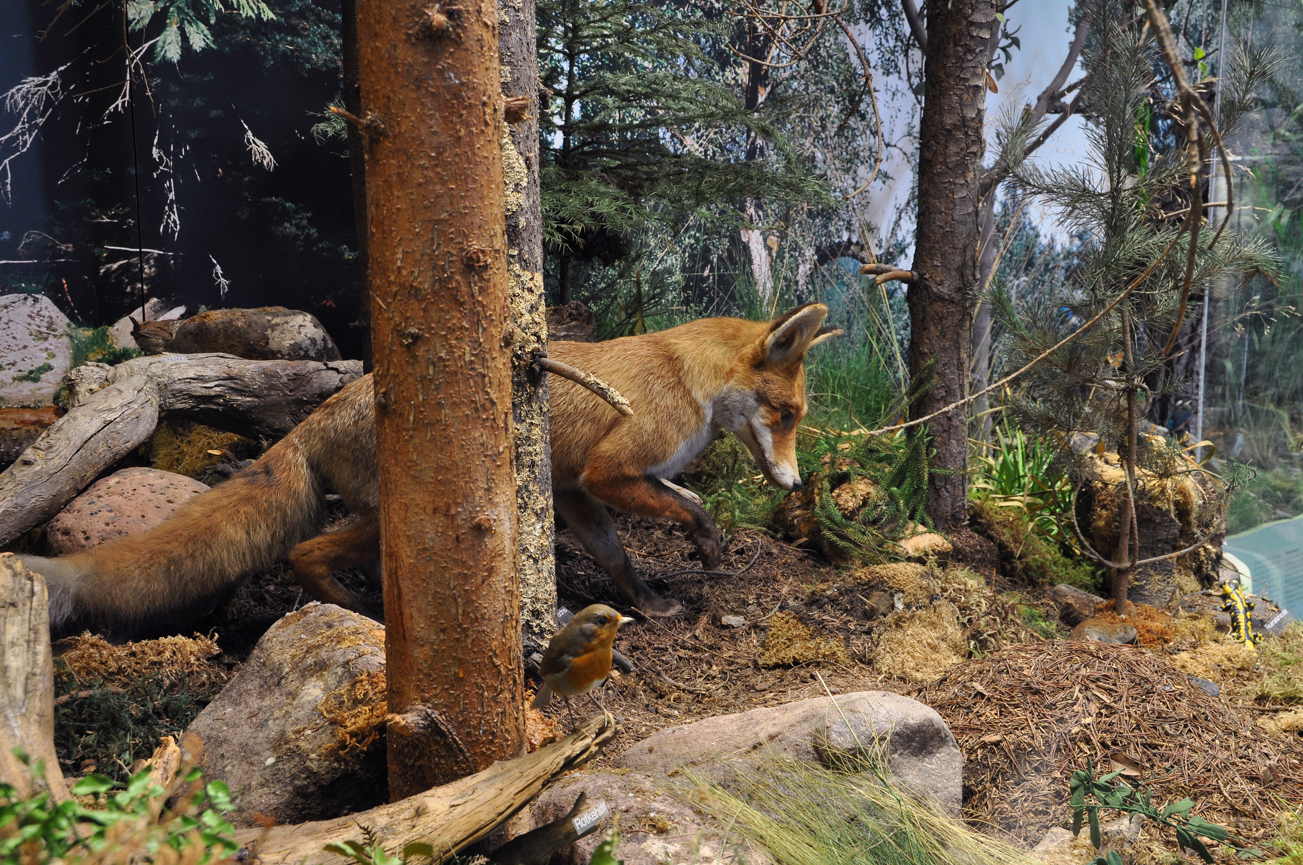 Heimische Lebensräume: Fuchs