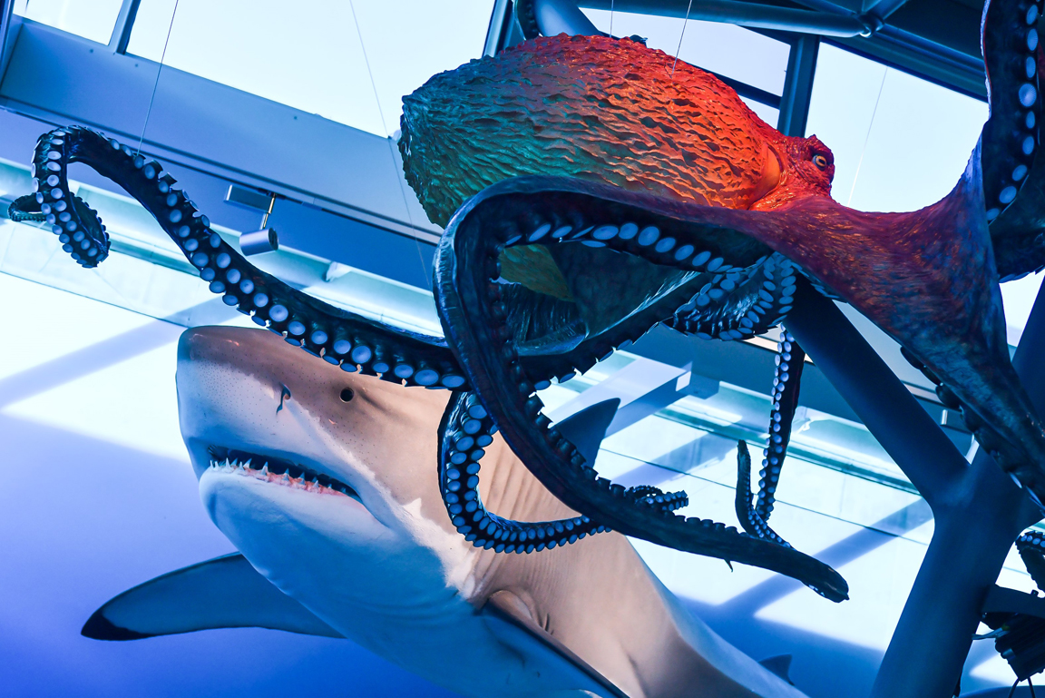 Modelle Weißer Hai und Kraken