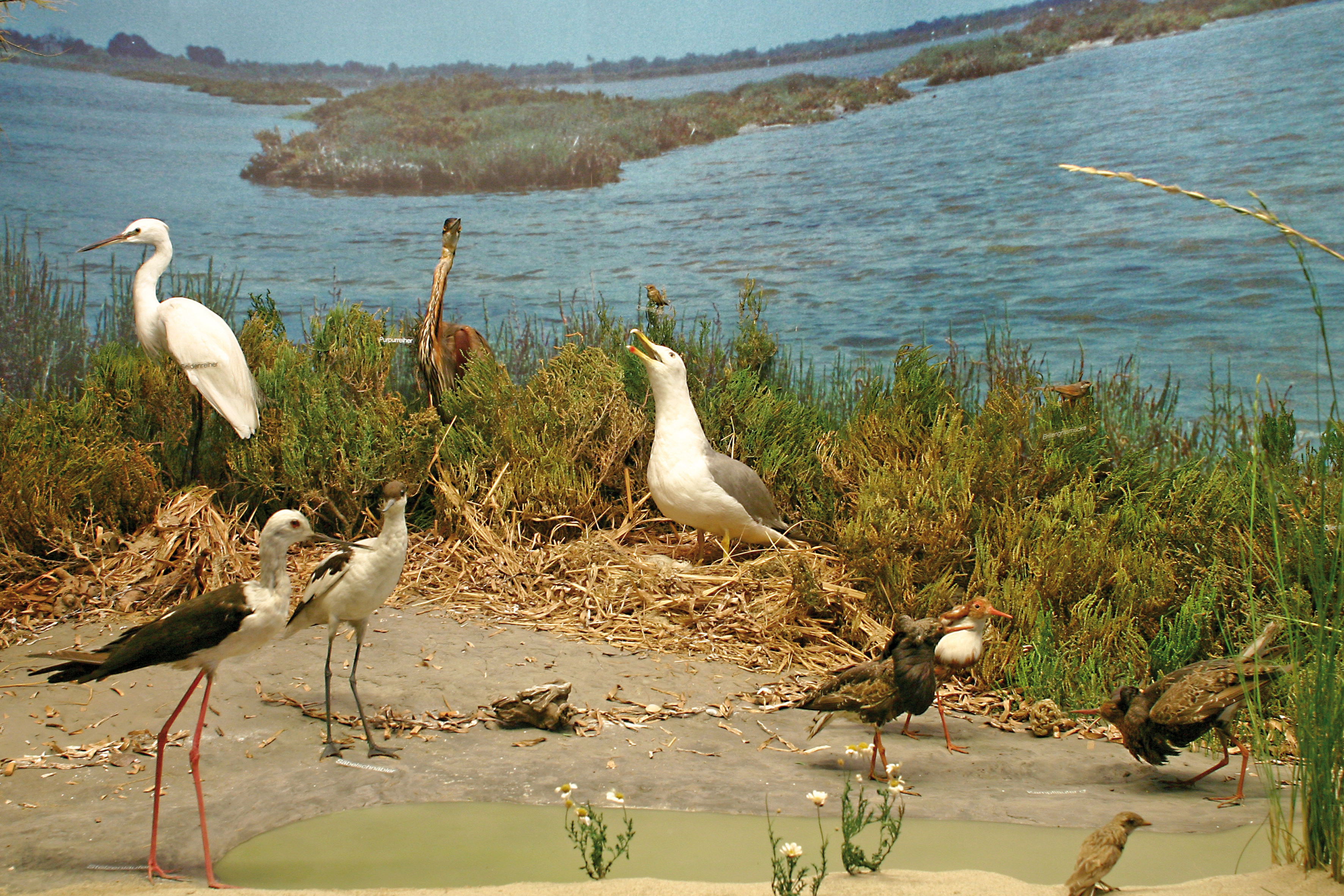 Lebensraum Mittelmeer, Camargue