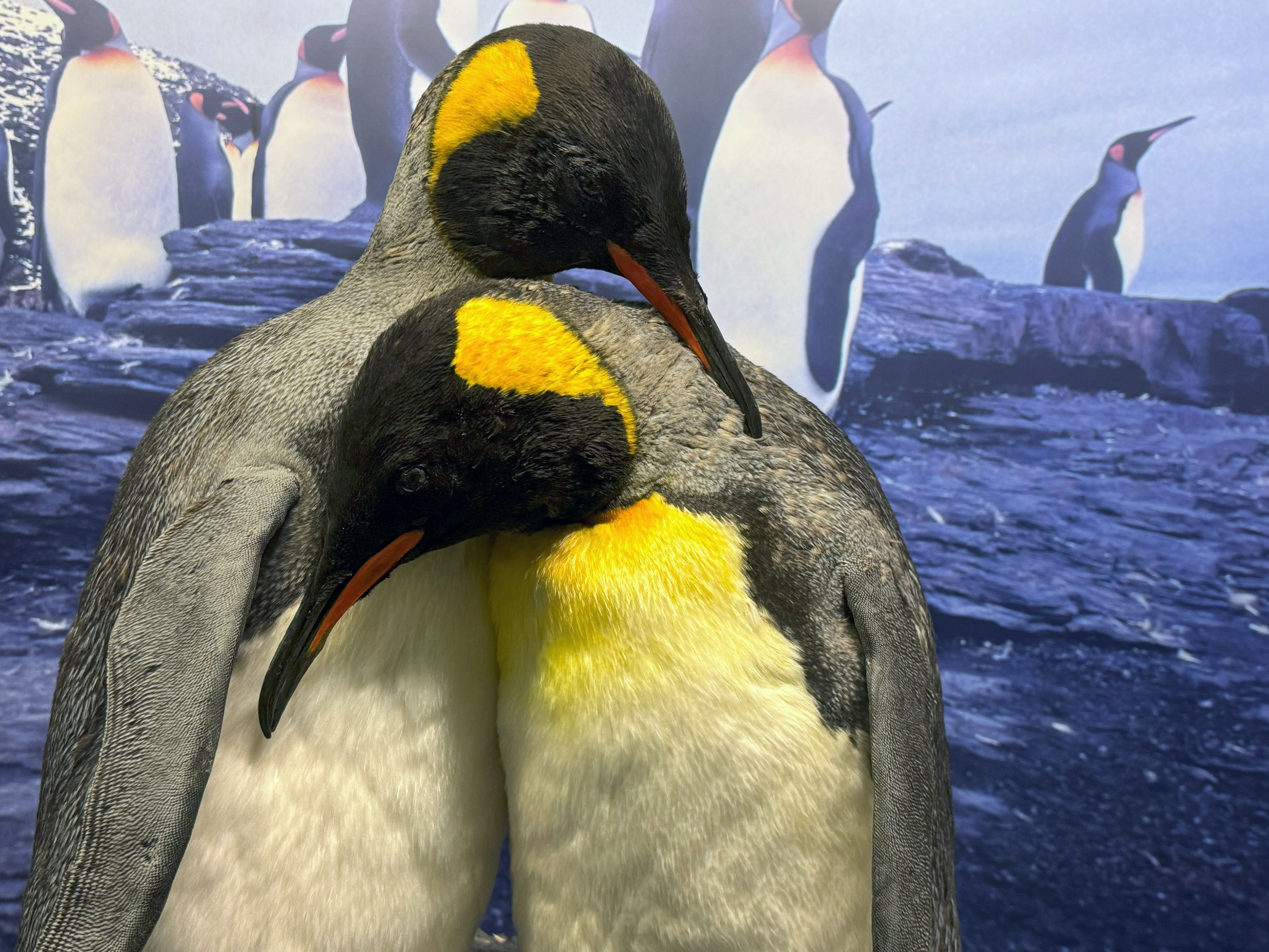 Präparate Königspinguine