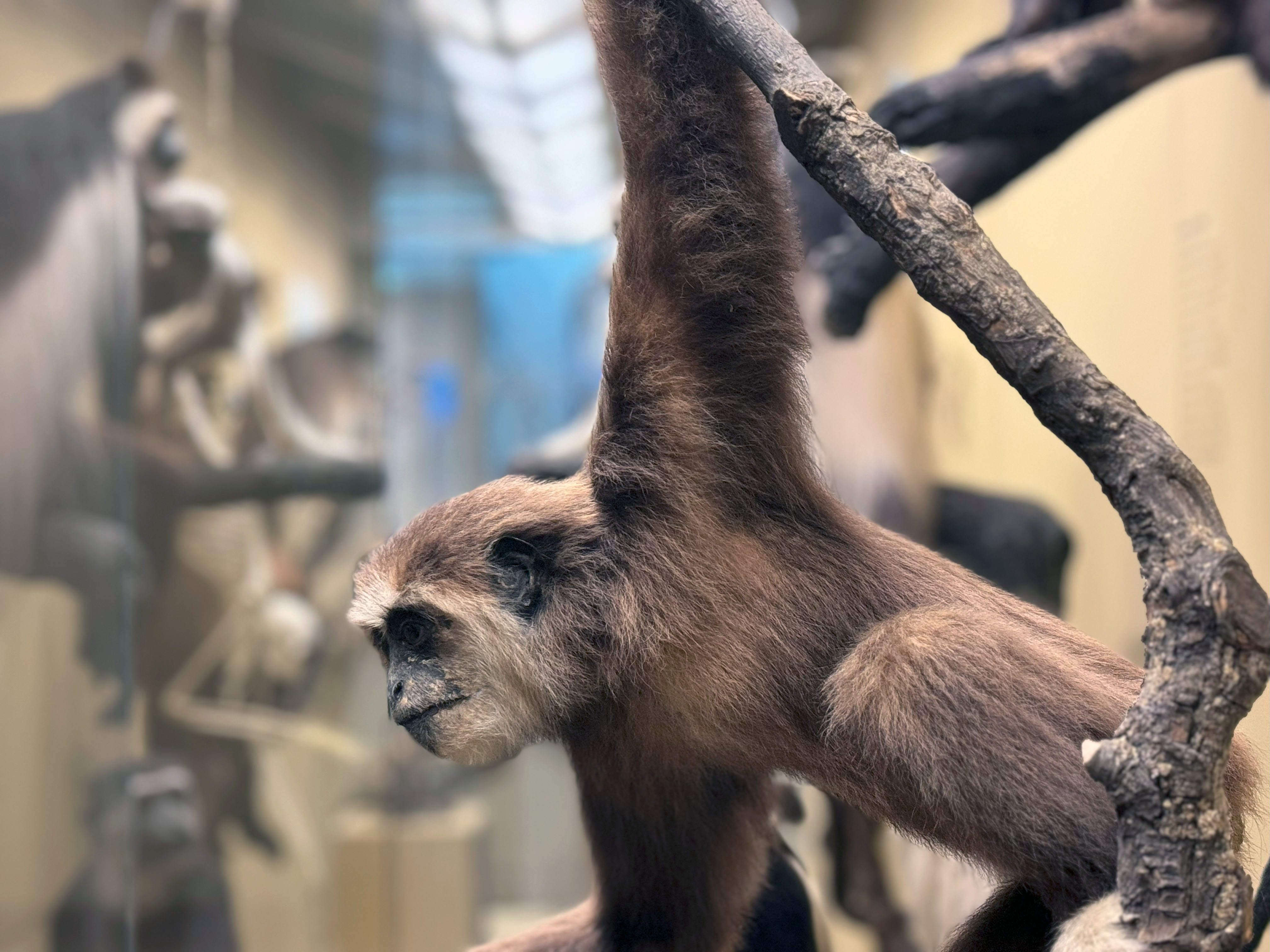 Weißhandgibbon Präparat