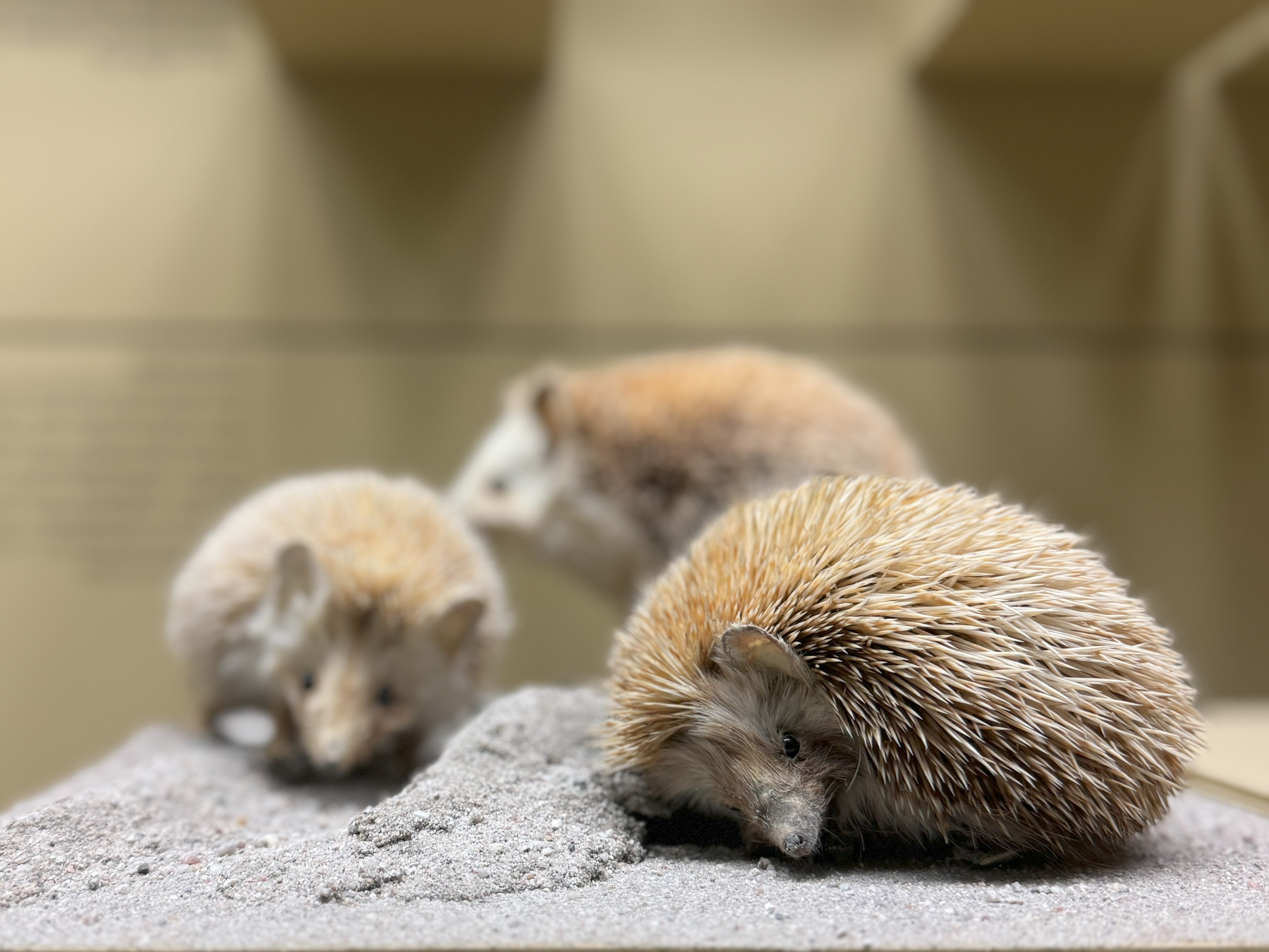 drei Igel