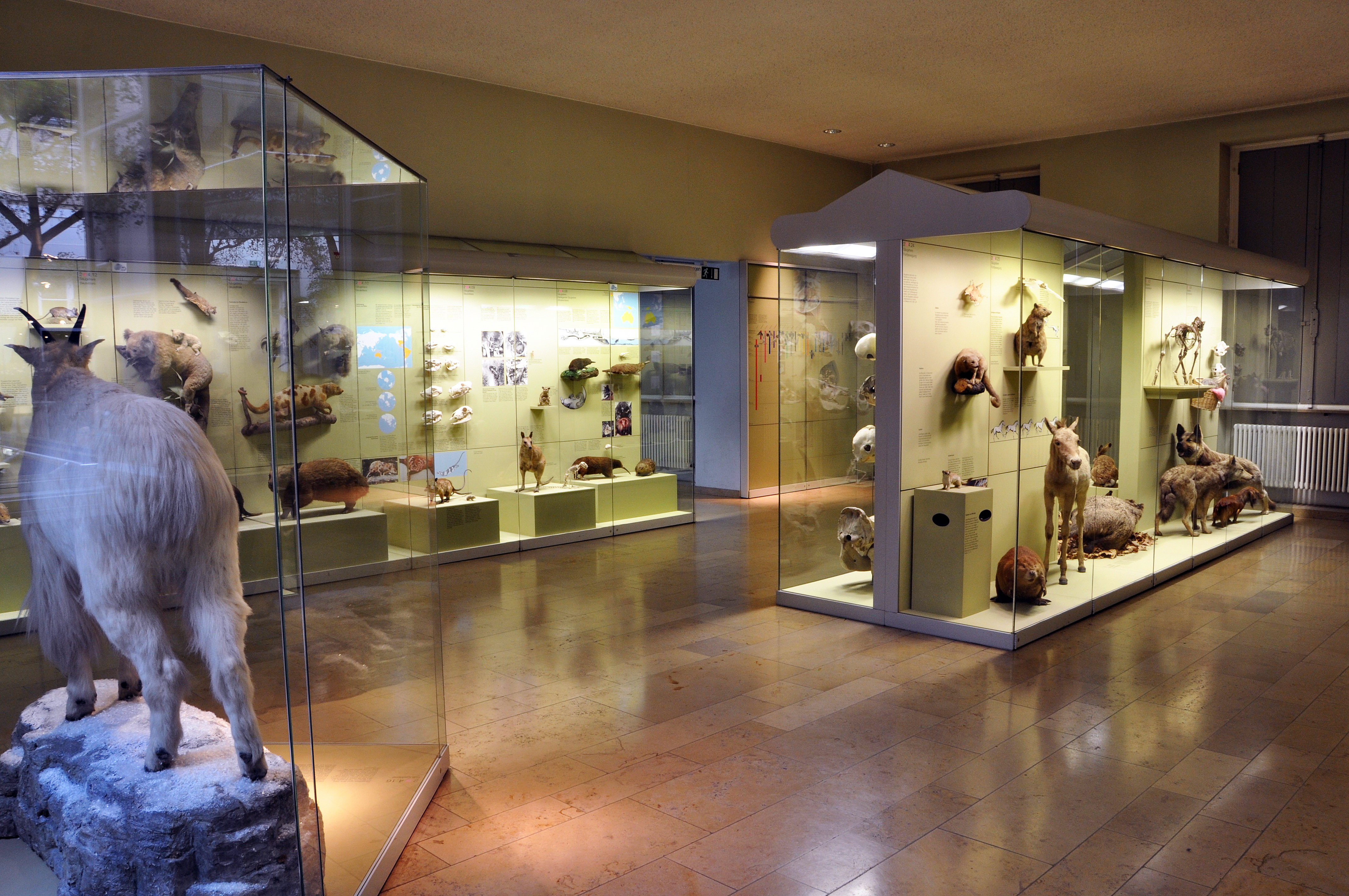 Übersicht Ausstellungsbereich Säugetiersaal