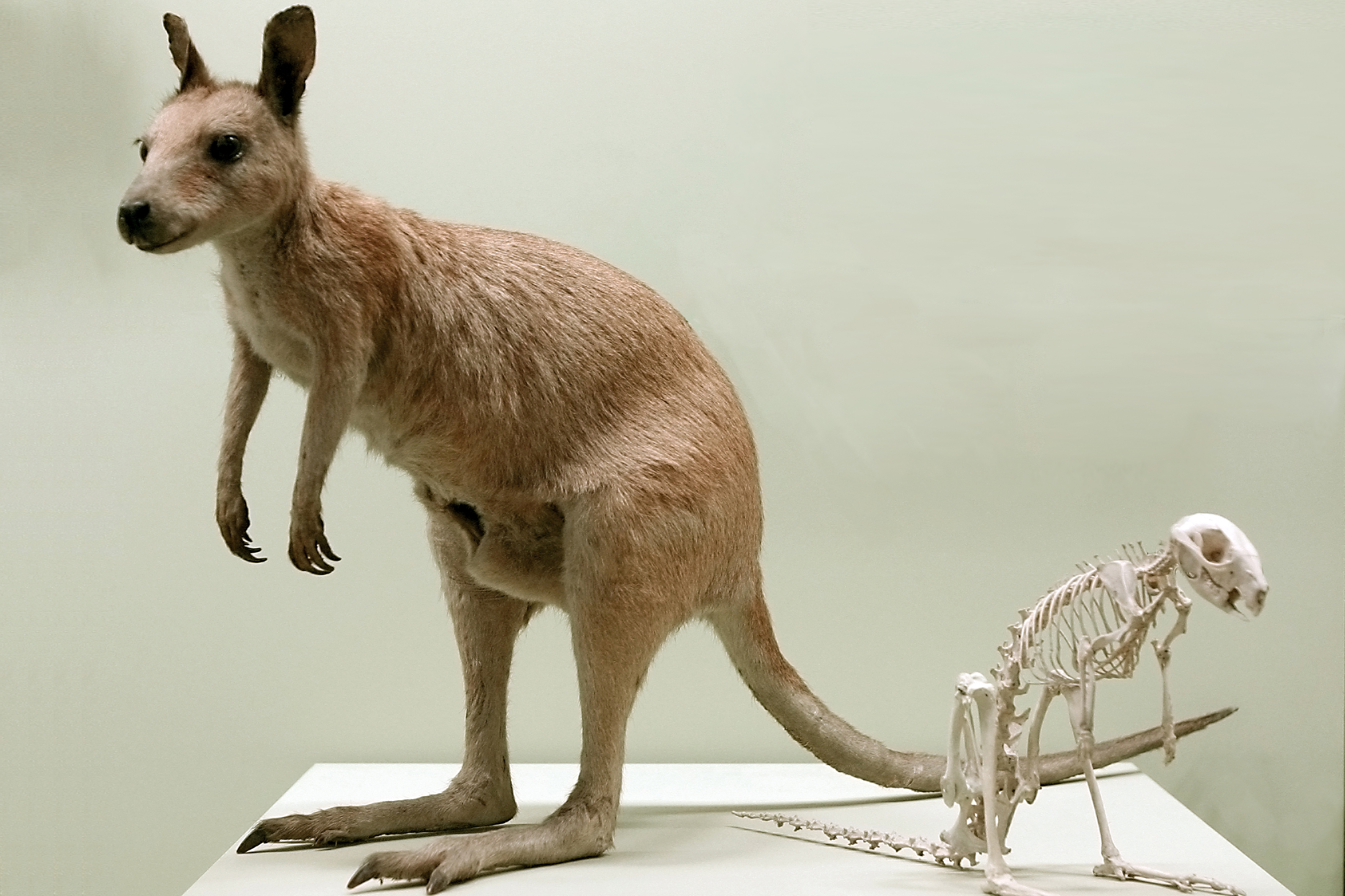Präparat Känguru
