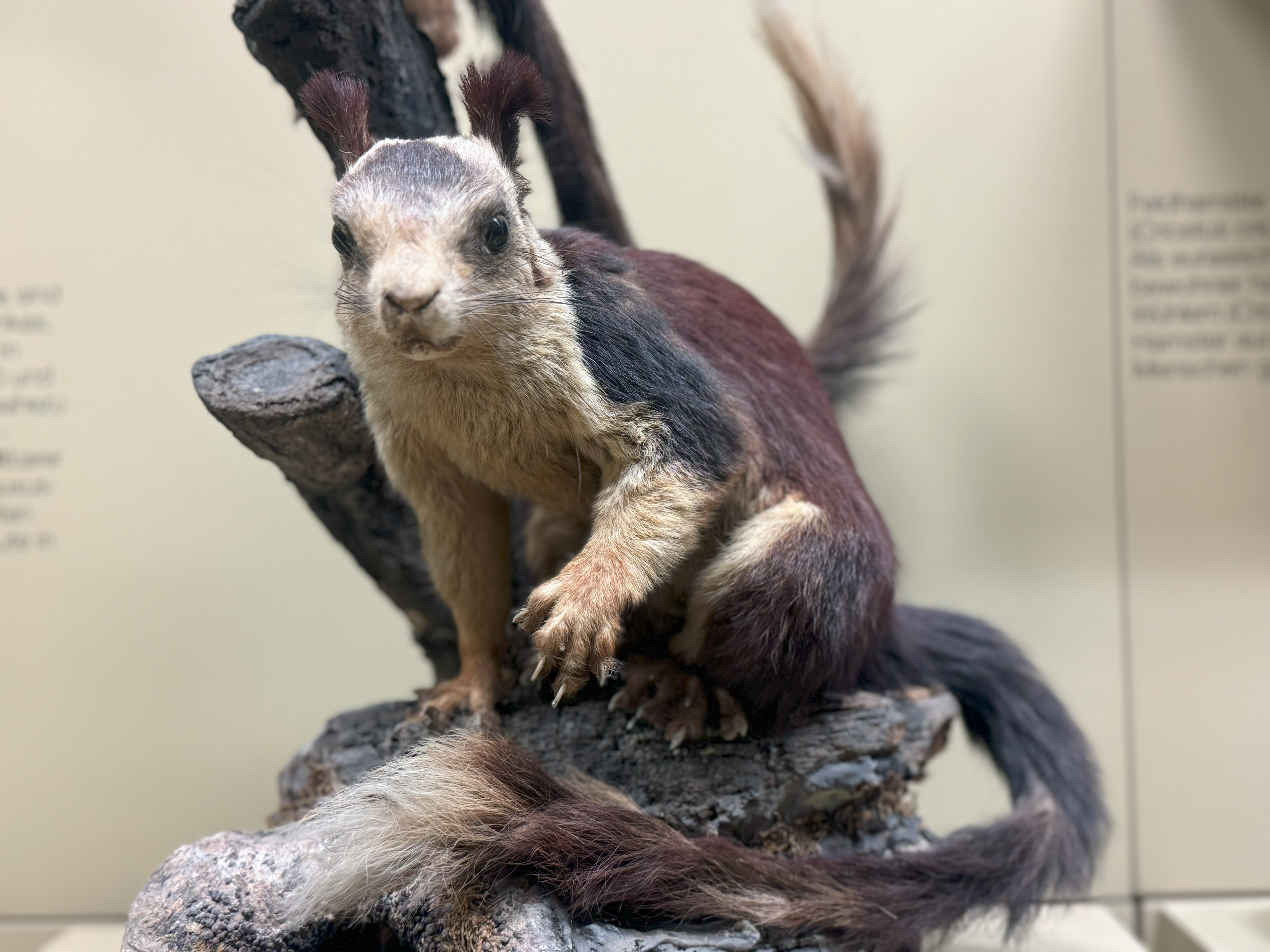 Präparat Riesenhörnchen