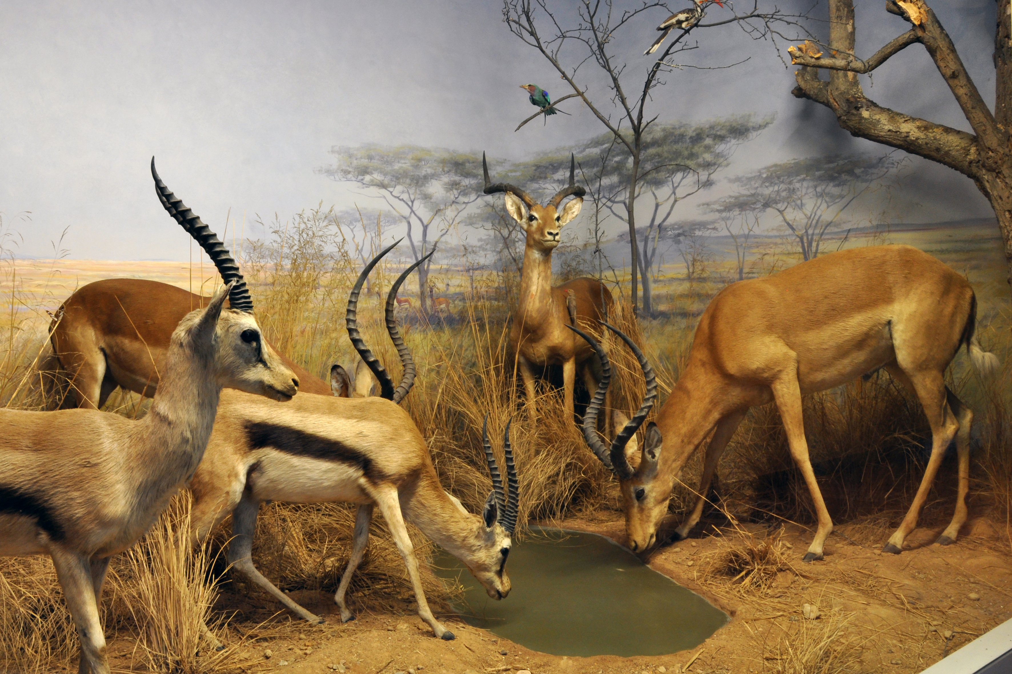 Diorama Gazellen