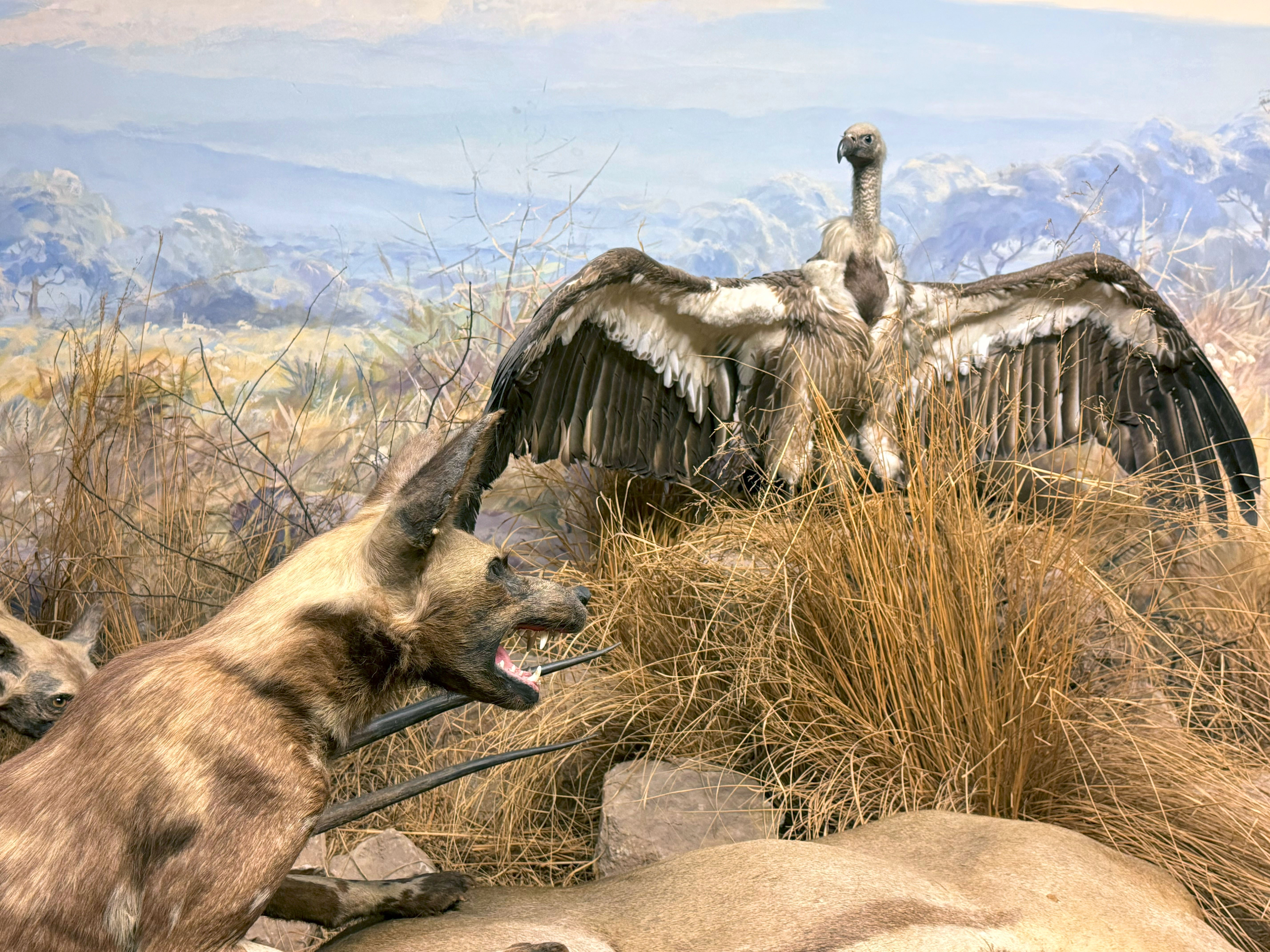 Diorama Wildhunde