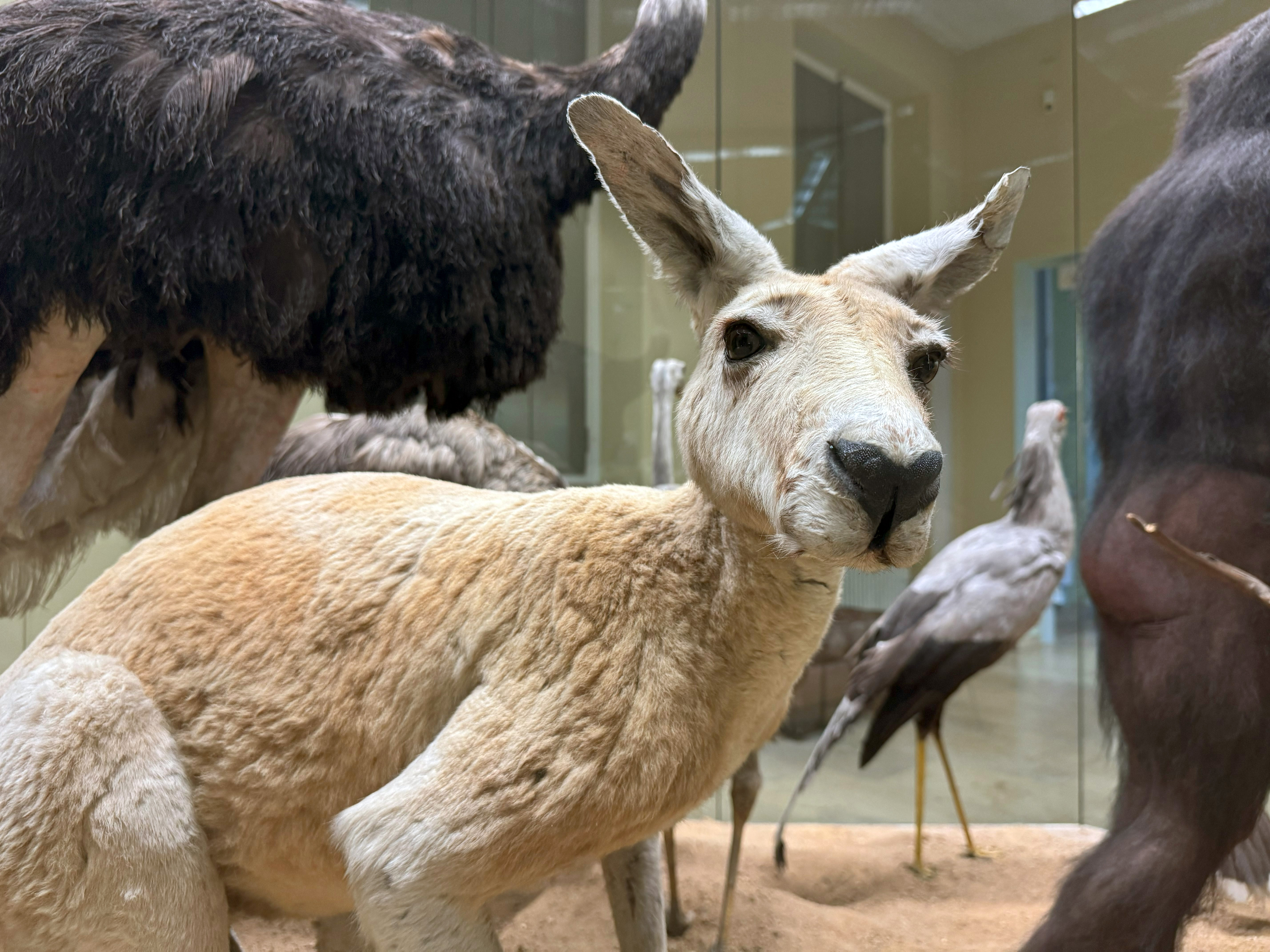 Präparat Känguru