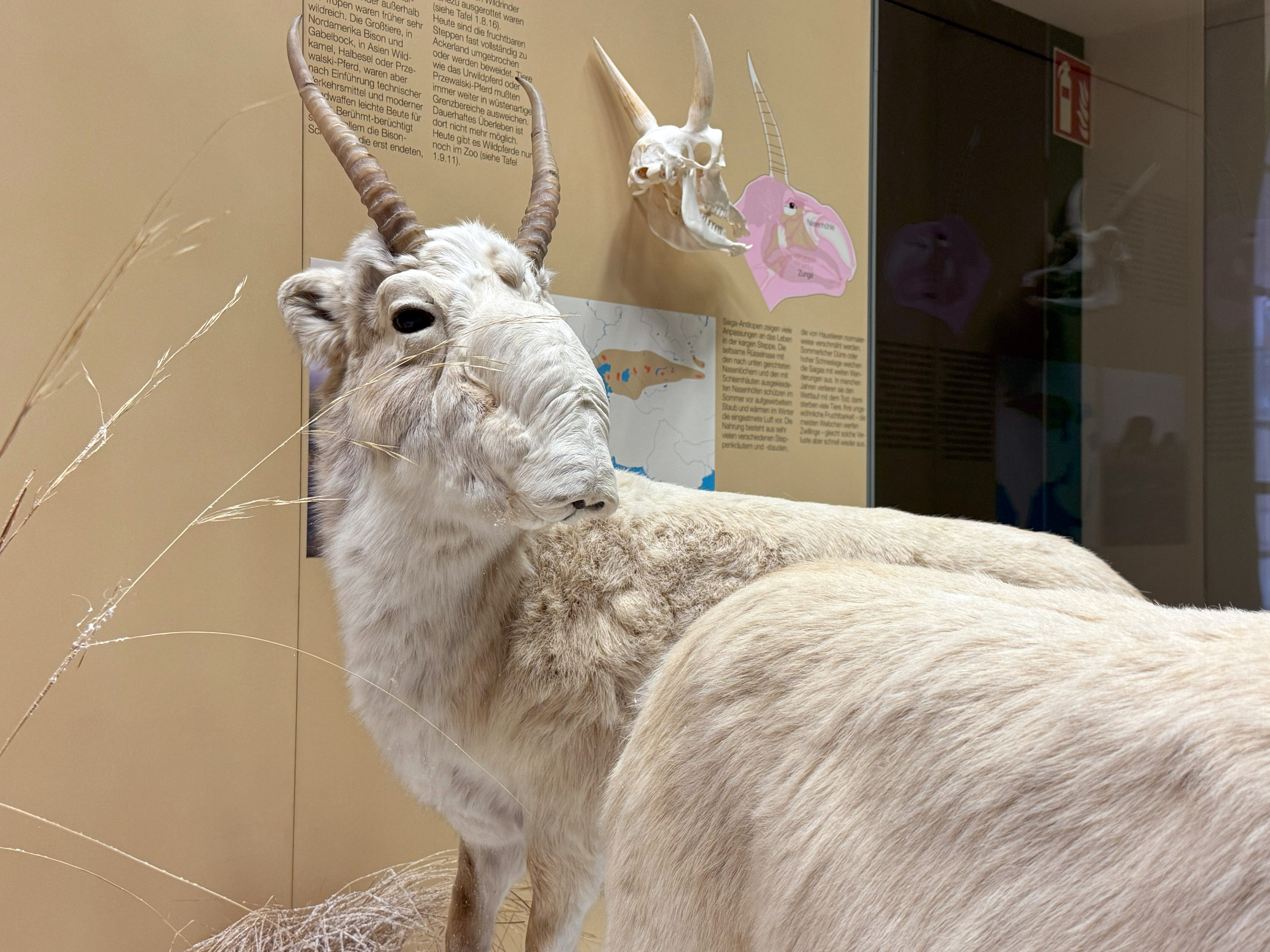 Präparat Saiga-Antilope