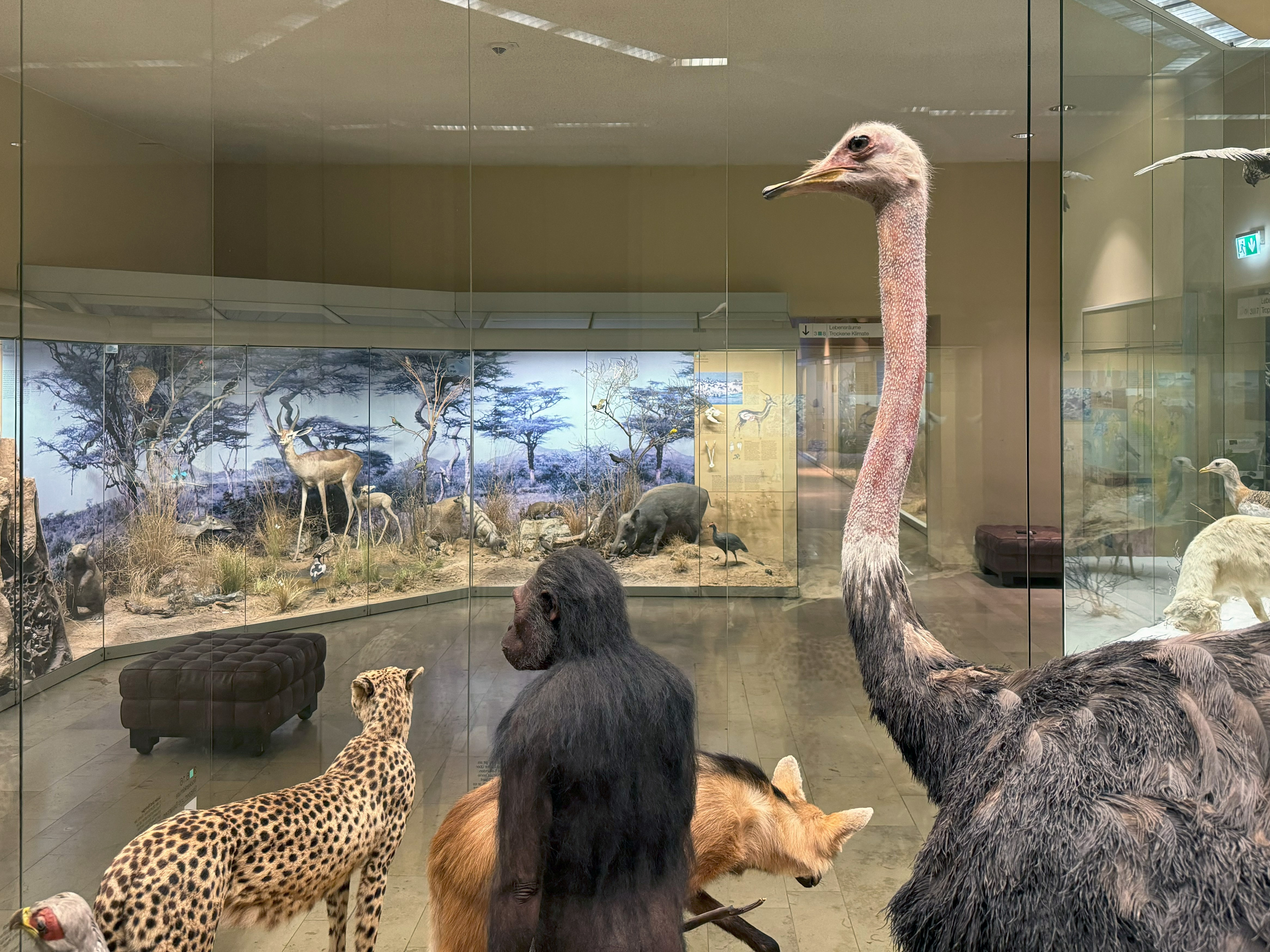 Übersicht Ausstellungsbereich Trockengebiete