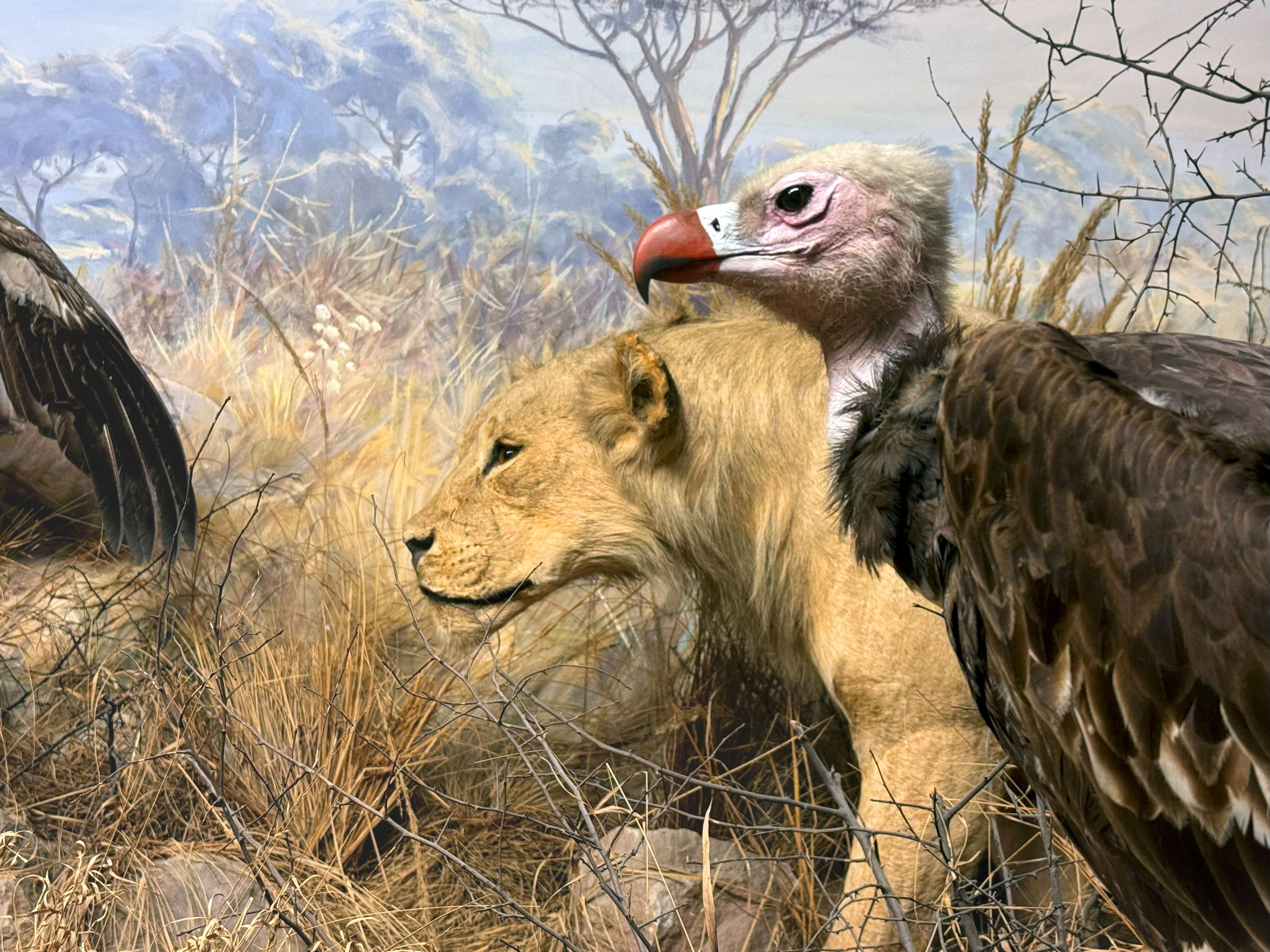 Löwe und Geier