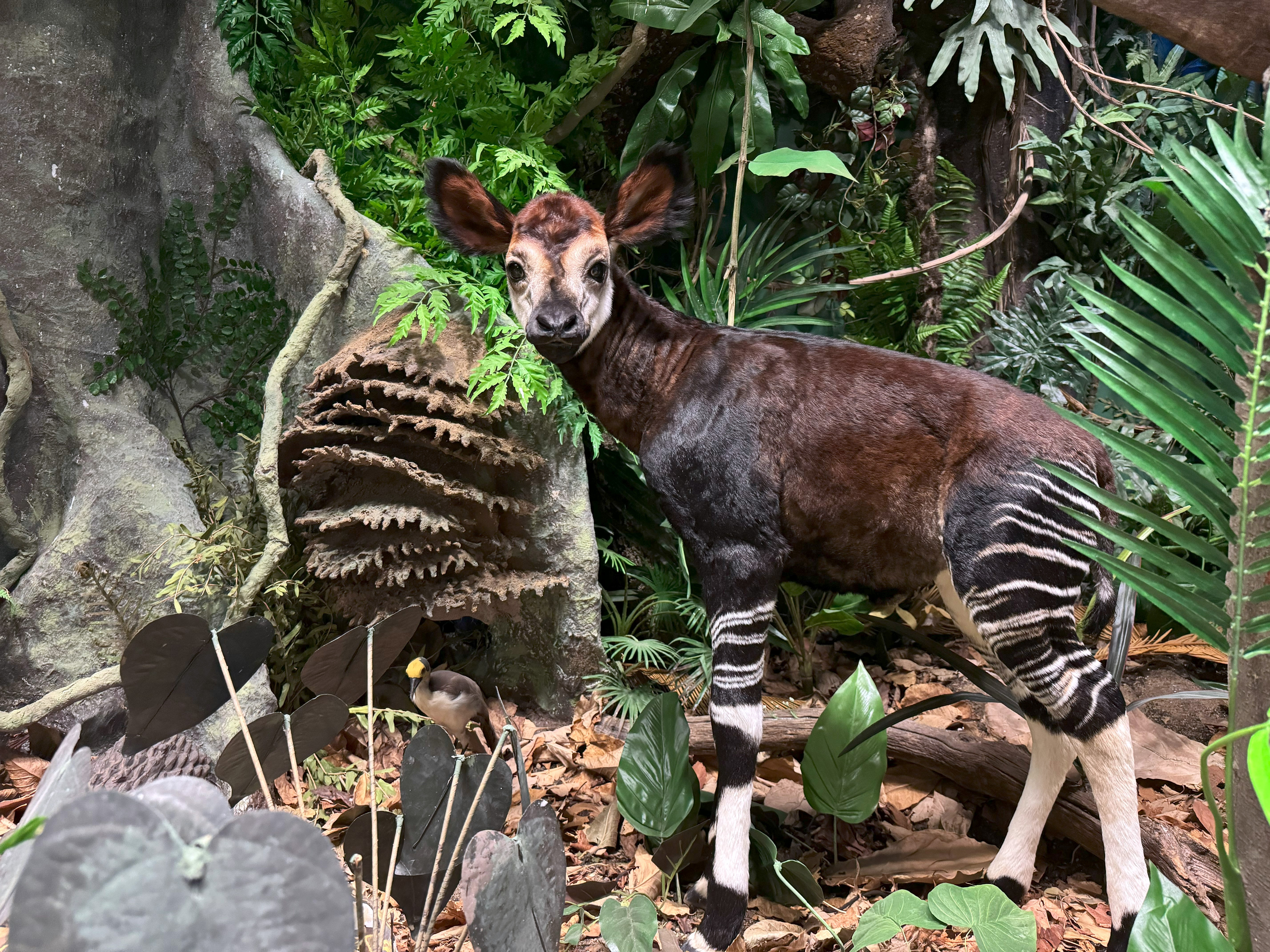 Okapi Präparat