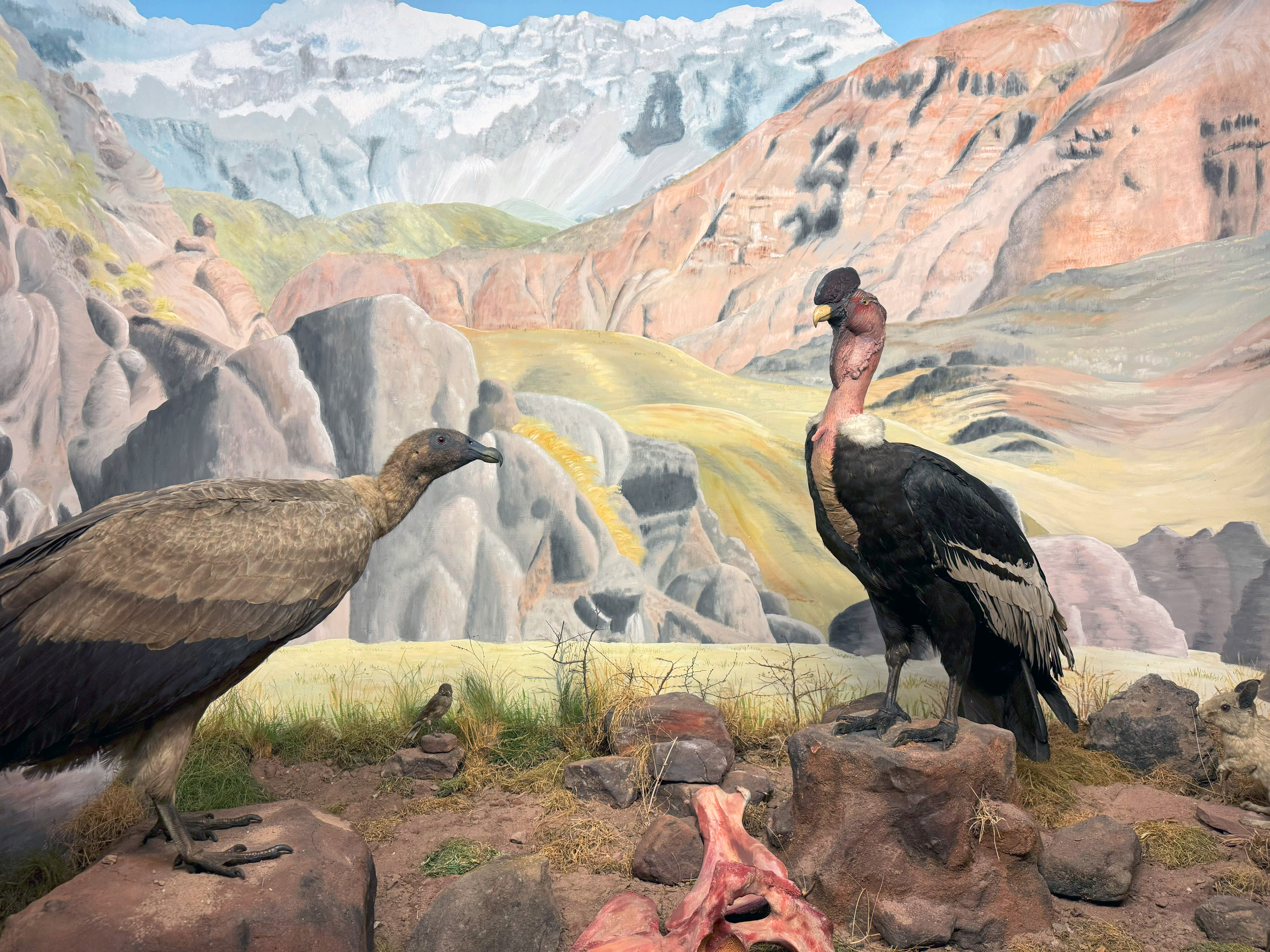 Diorama Andenkondor