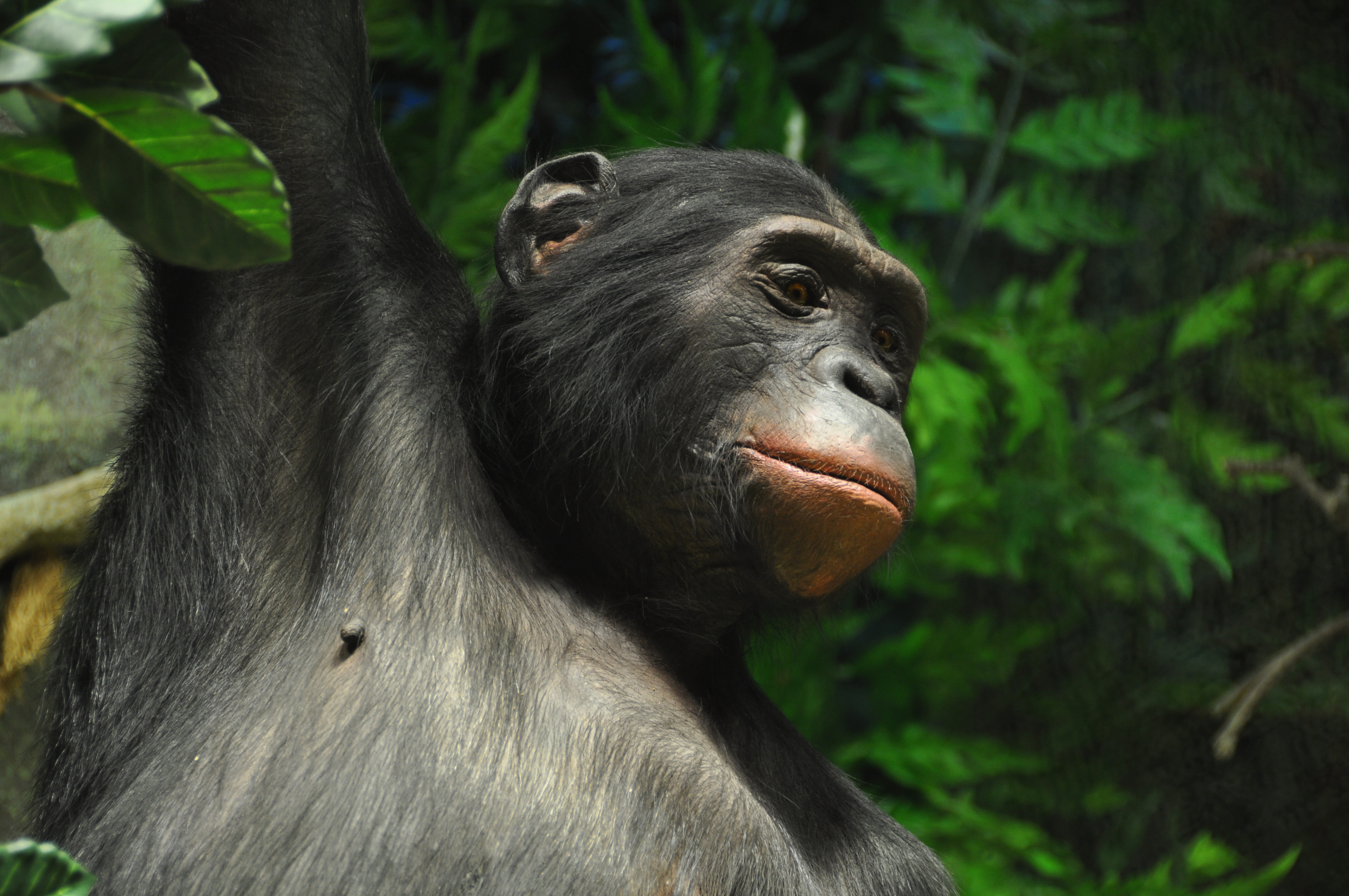 Präparat Bonobo