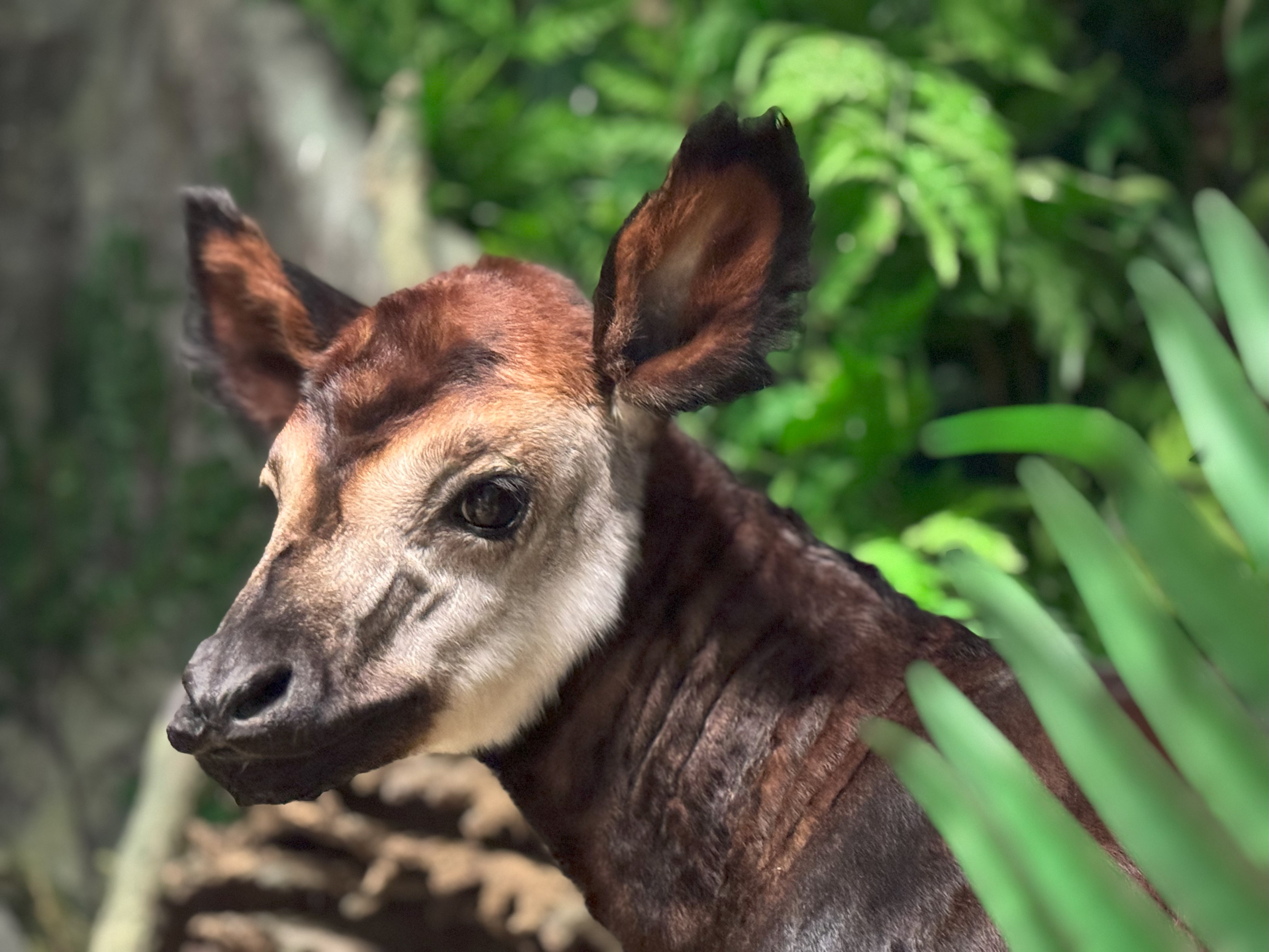 Präparat Okapi