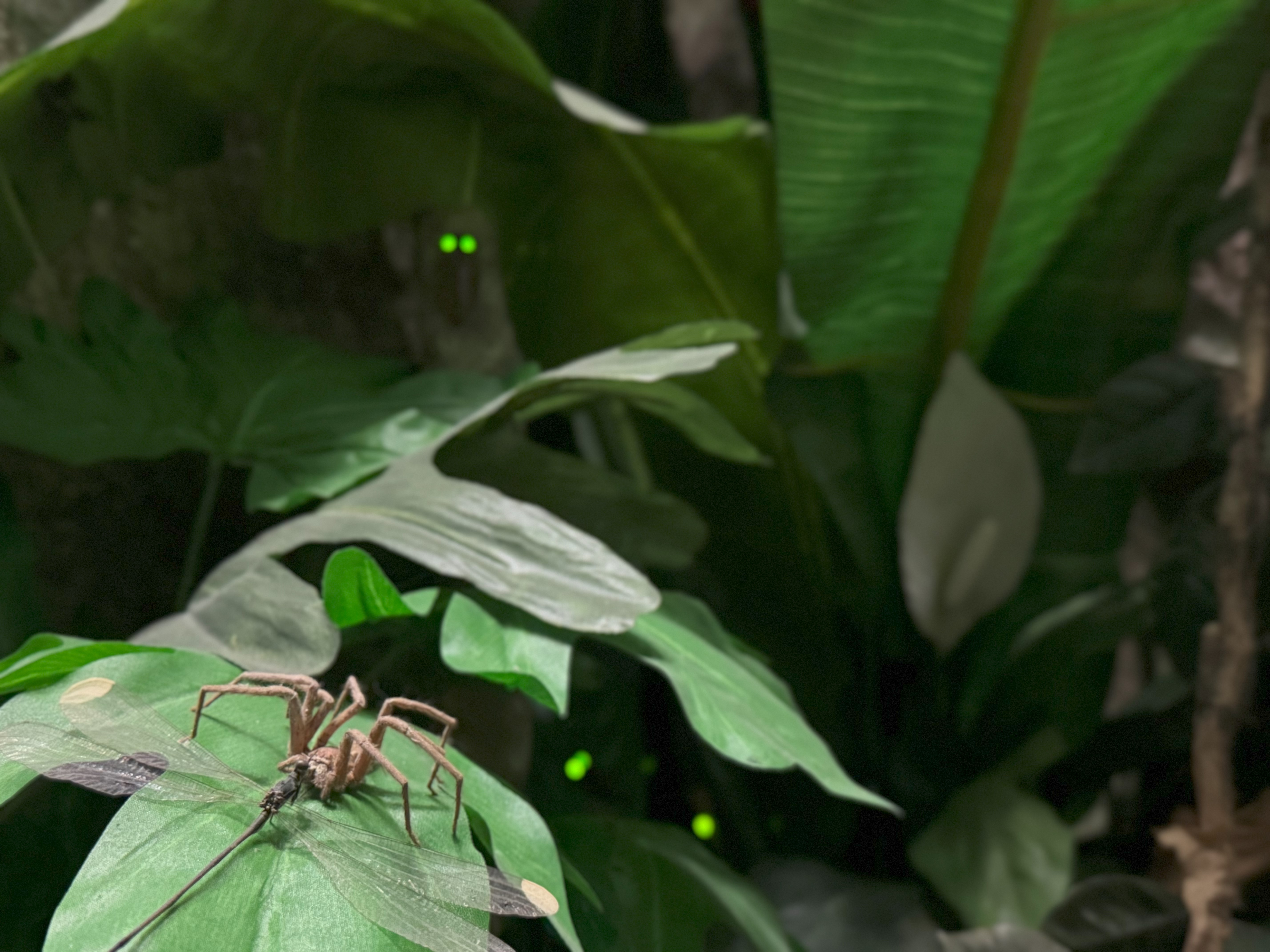 Spinne frisst Libelle, im Hintergrund sind Käfer mit leuchtenden Augen