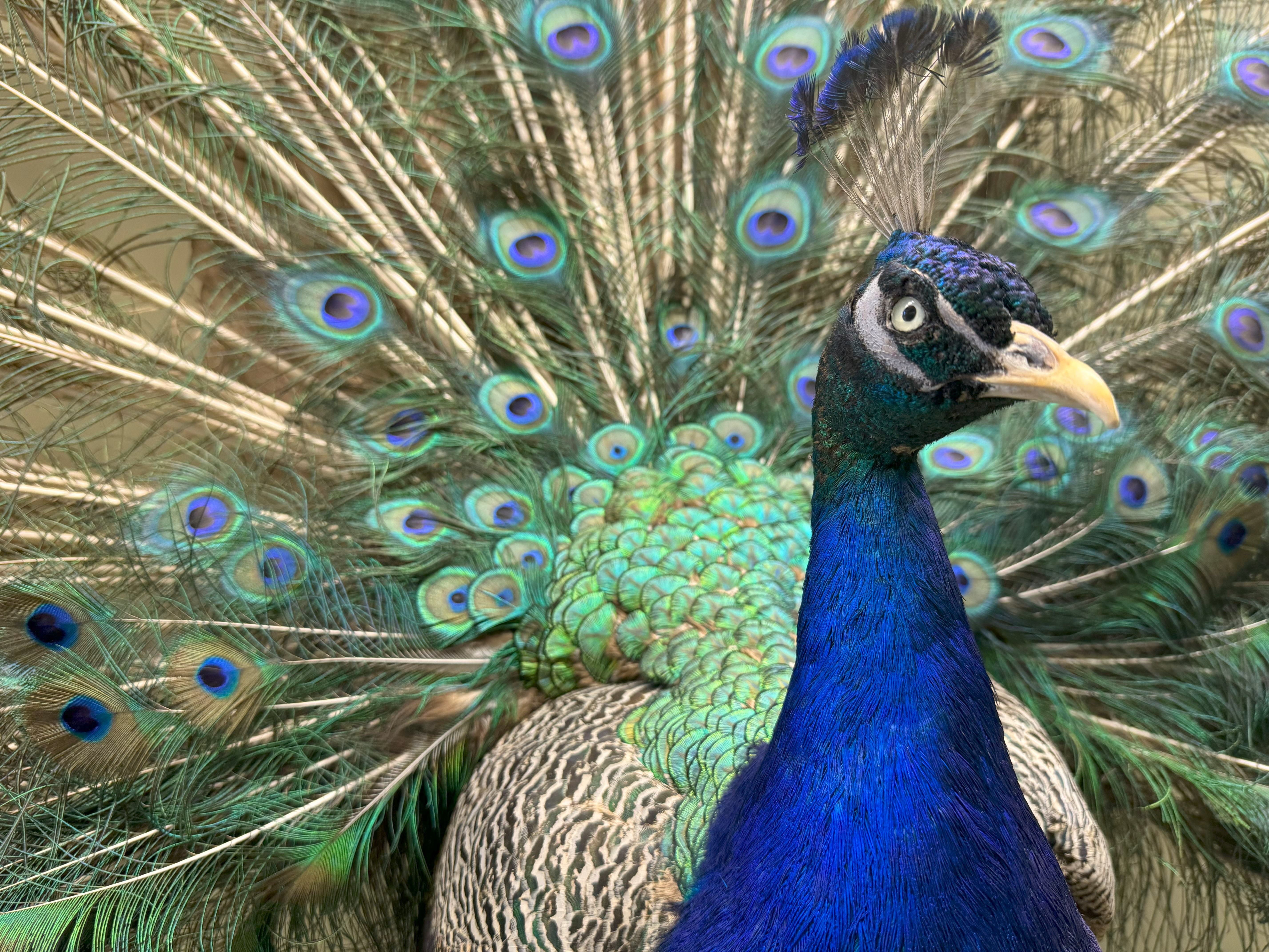 Pfau