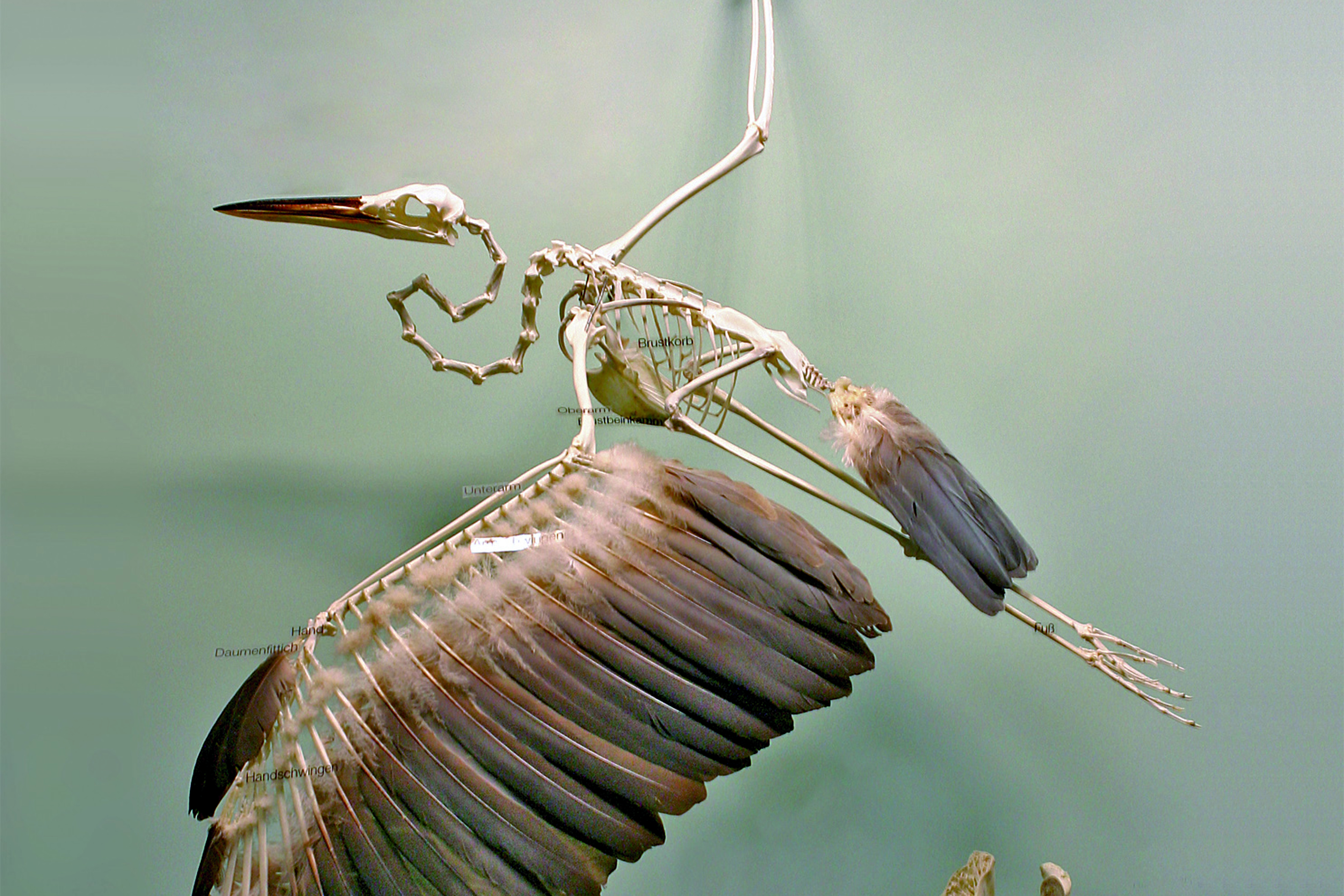 Skelett Reiher mit Schwungfedern