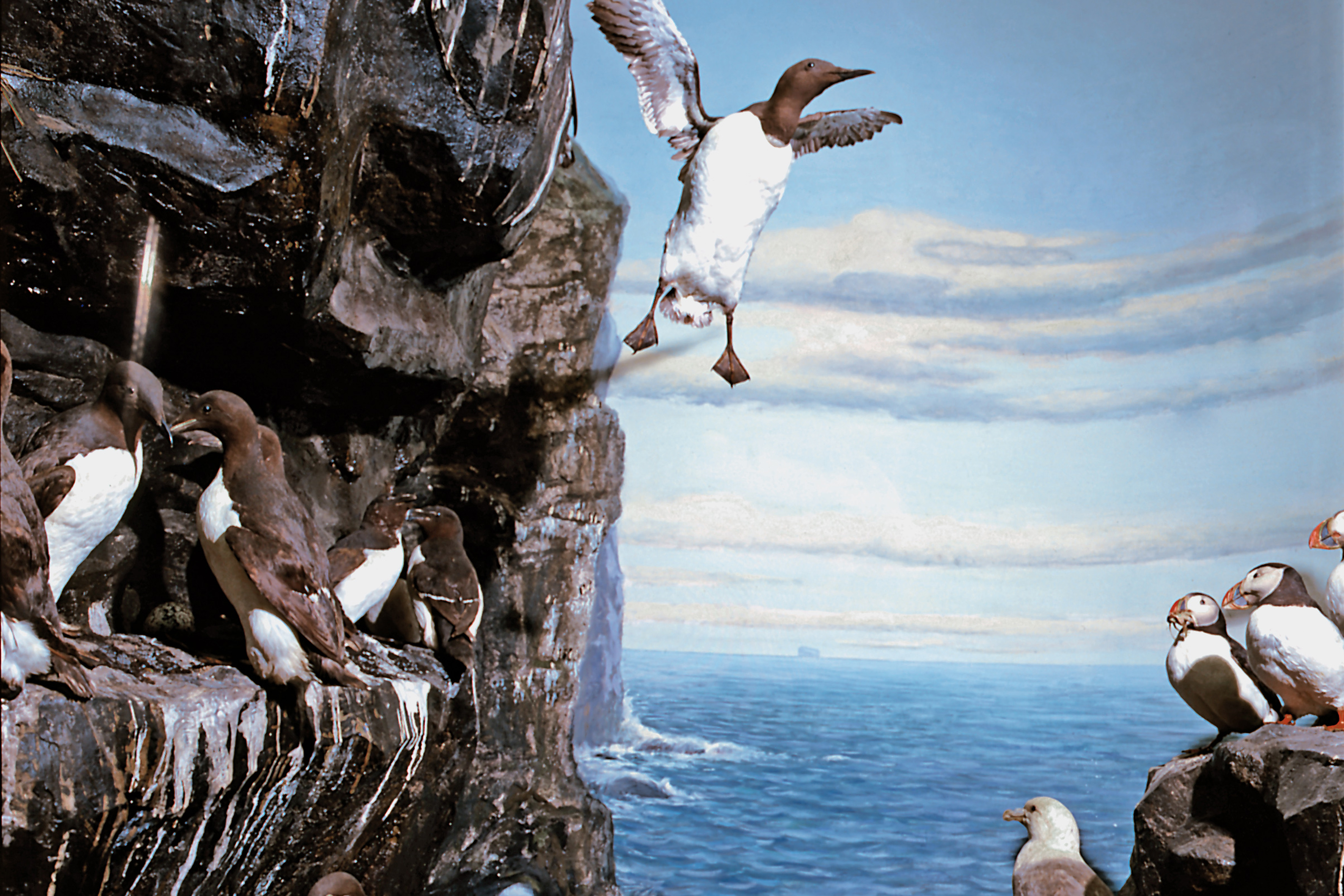 Diorama Vogelfelsen