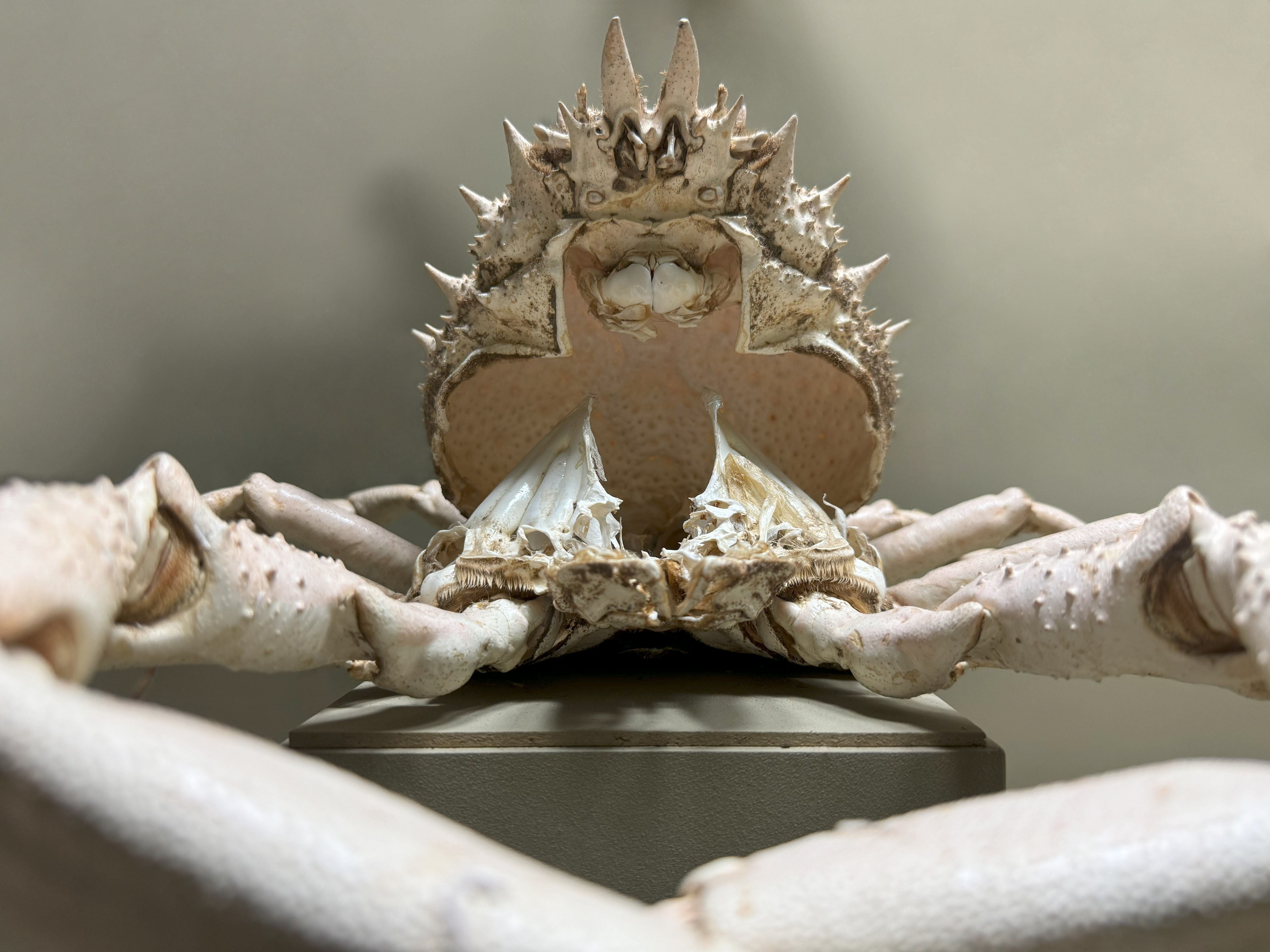 Seespinne