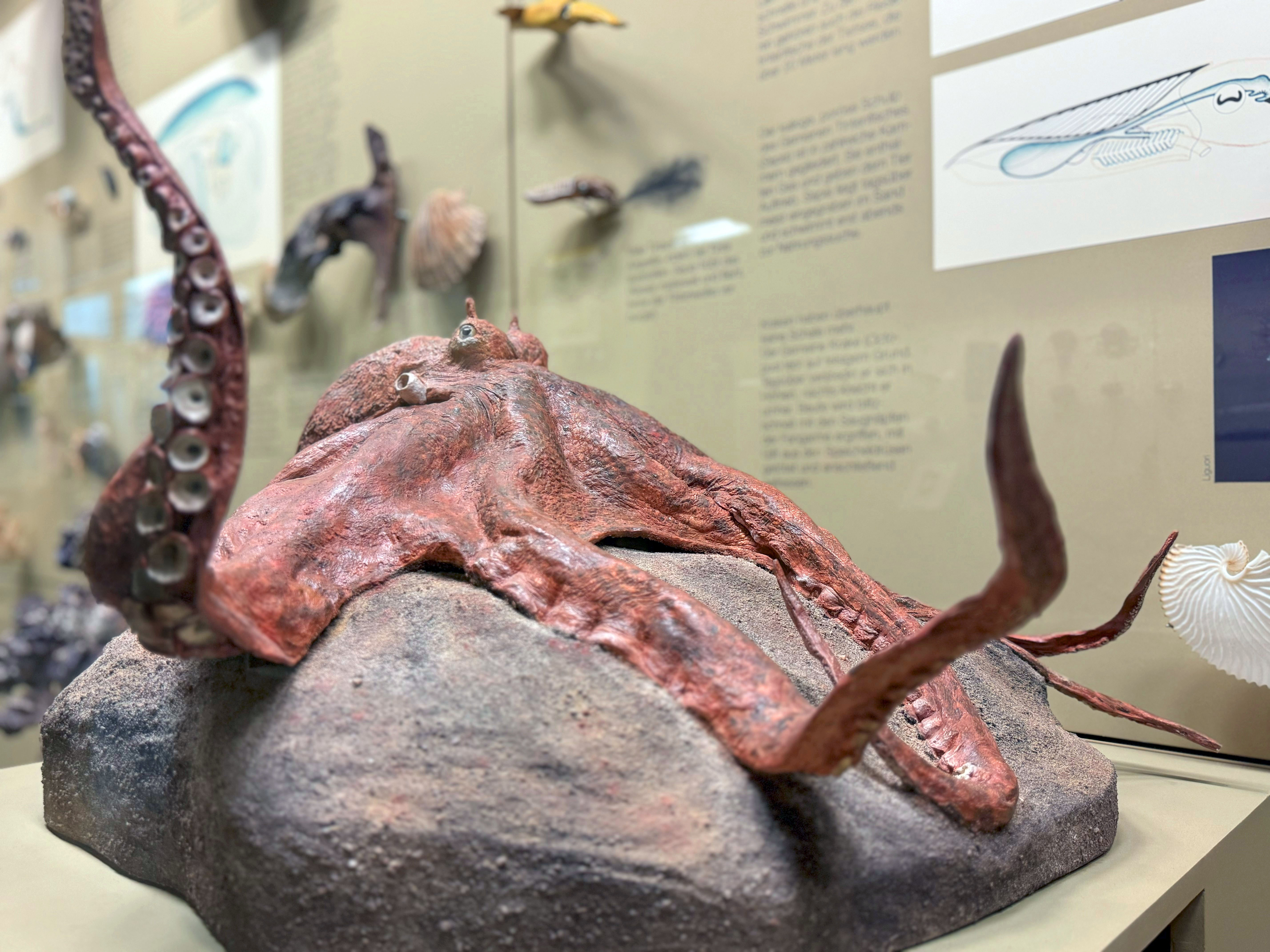 Oktopus