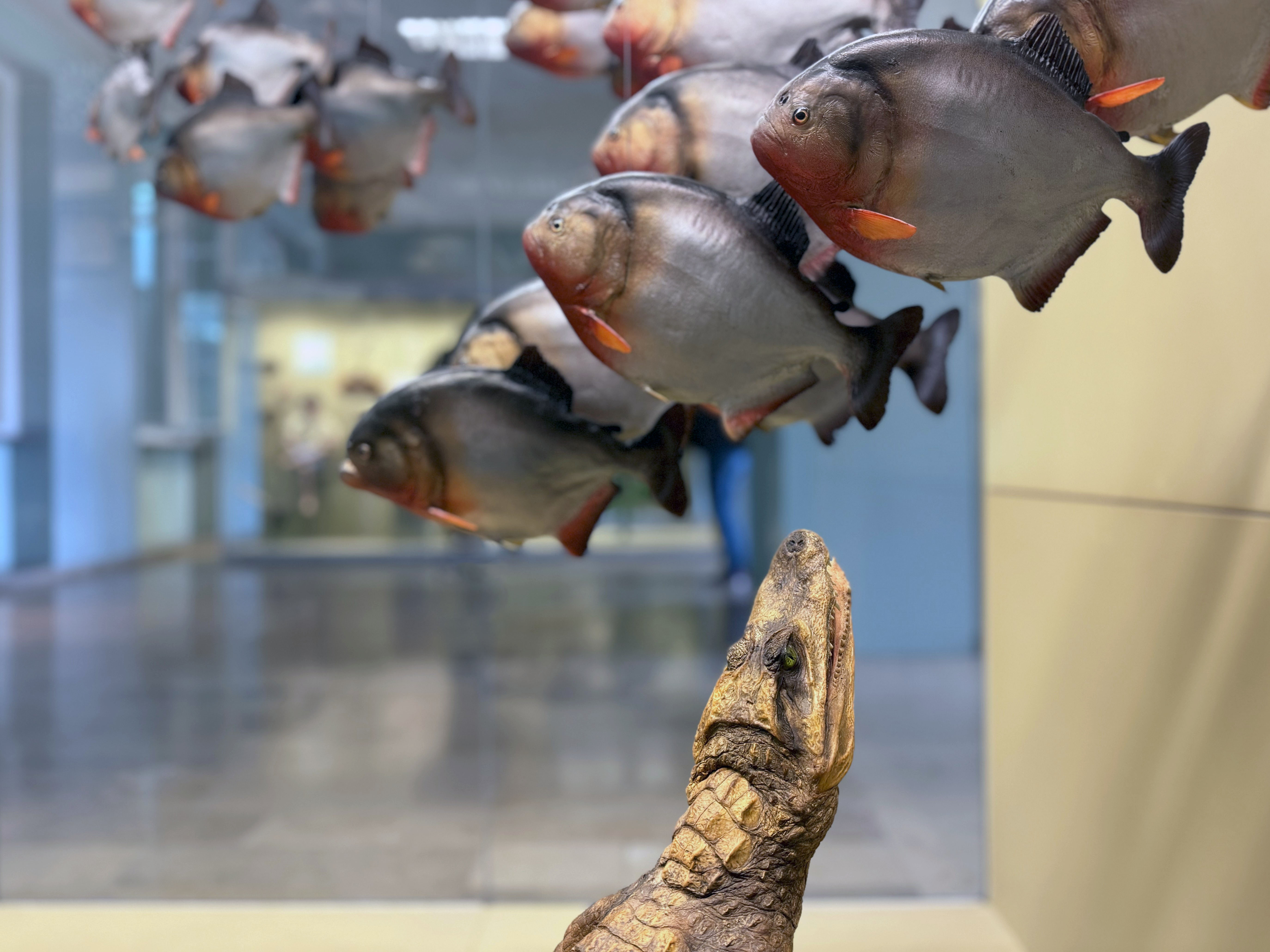 Piranhas