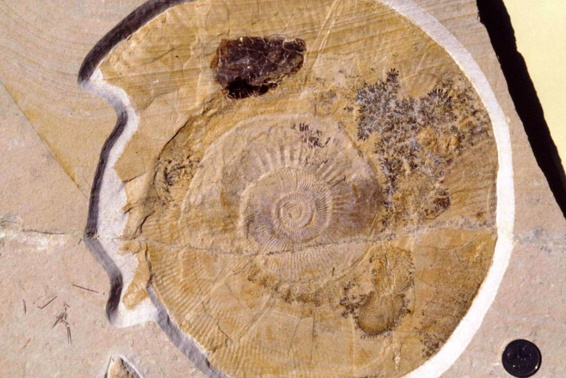 Lithacoceras Fossil