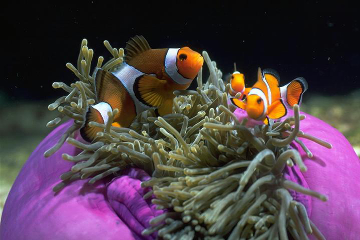 Anemonenfische